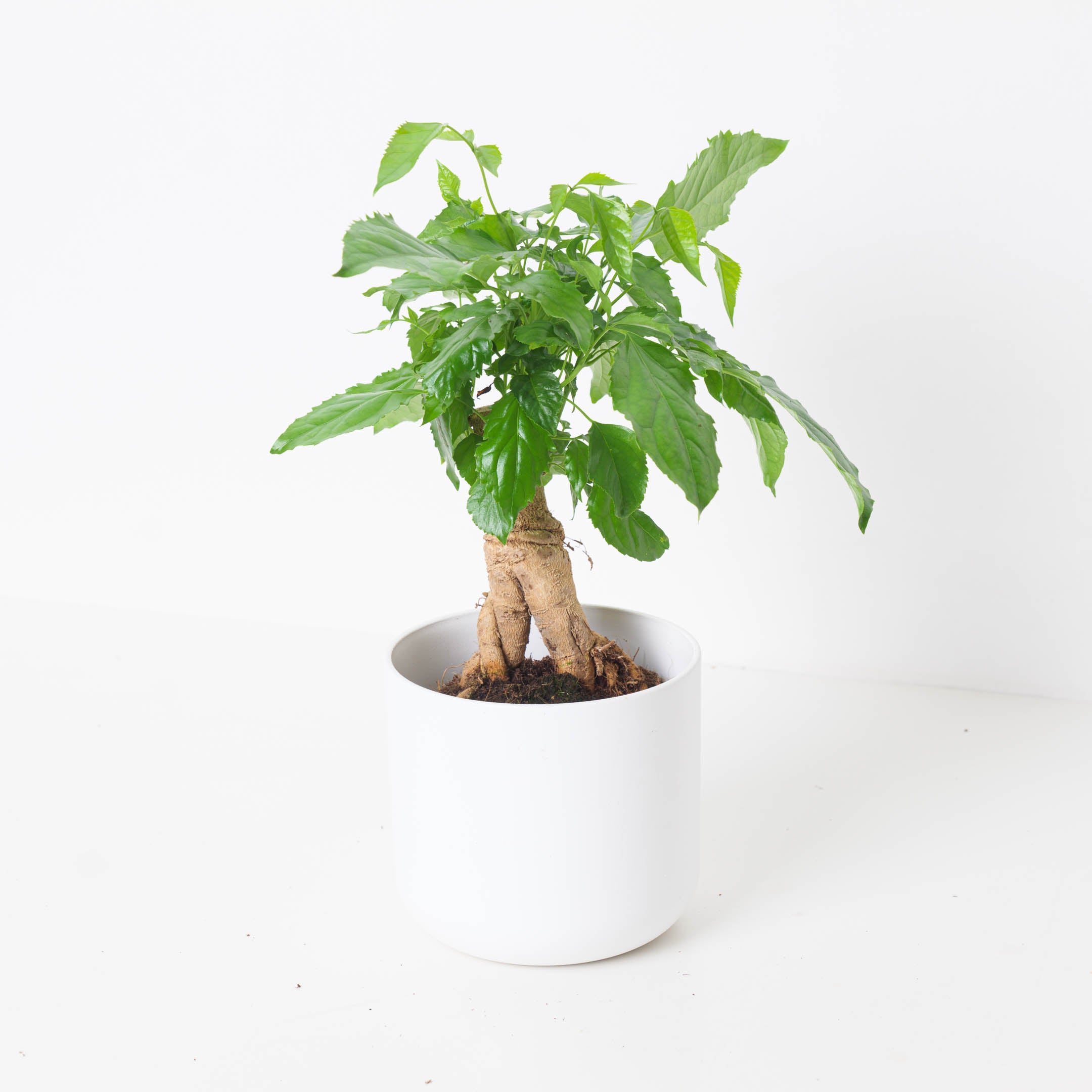 radermachera indoor plant Radermachera Sinica | China Doll Plant