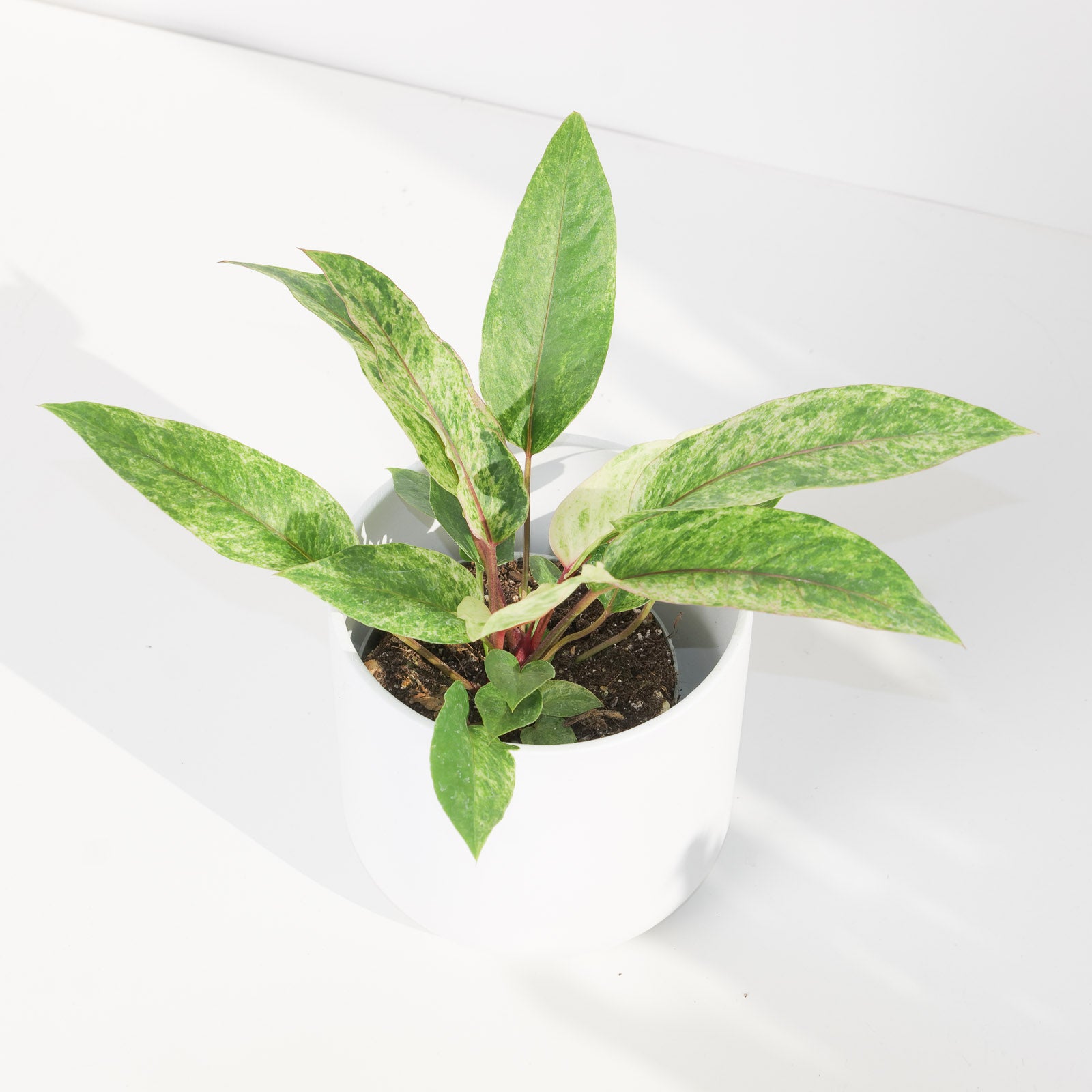 anthurium renaissance variegated Anthurium renaissance variegata