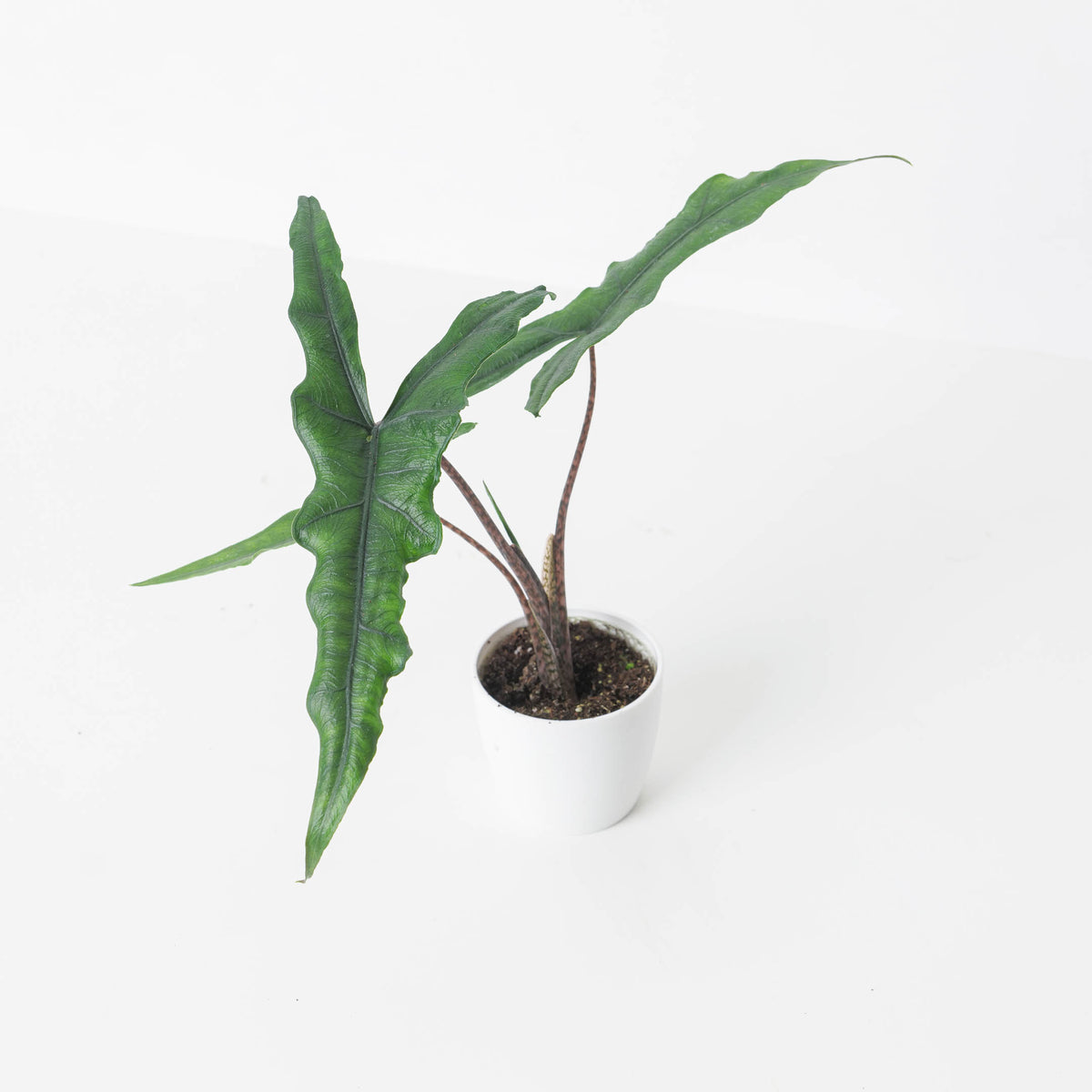 Alocasia sp Sulawesi 'Sabrina Narrow' - House of Kojo