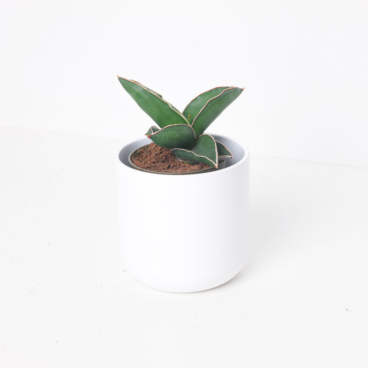 Sansevieria Ehrenbergii Samurai - House of Kojo