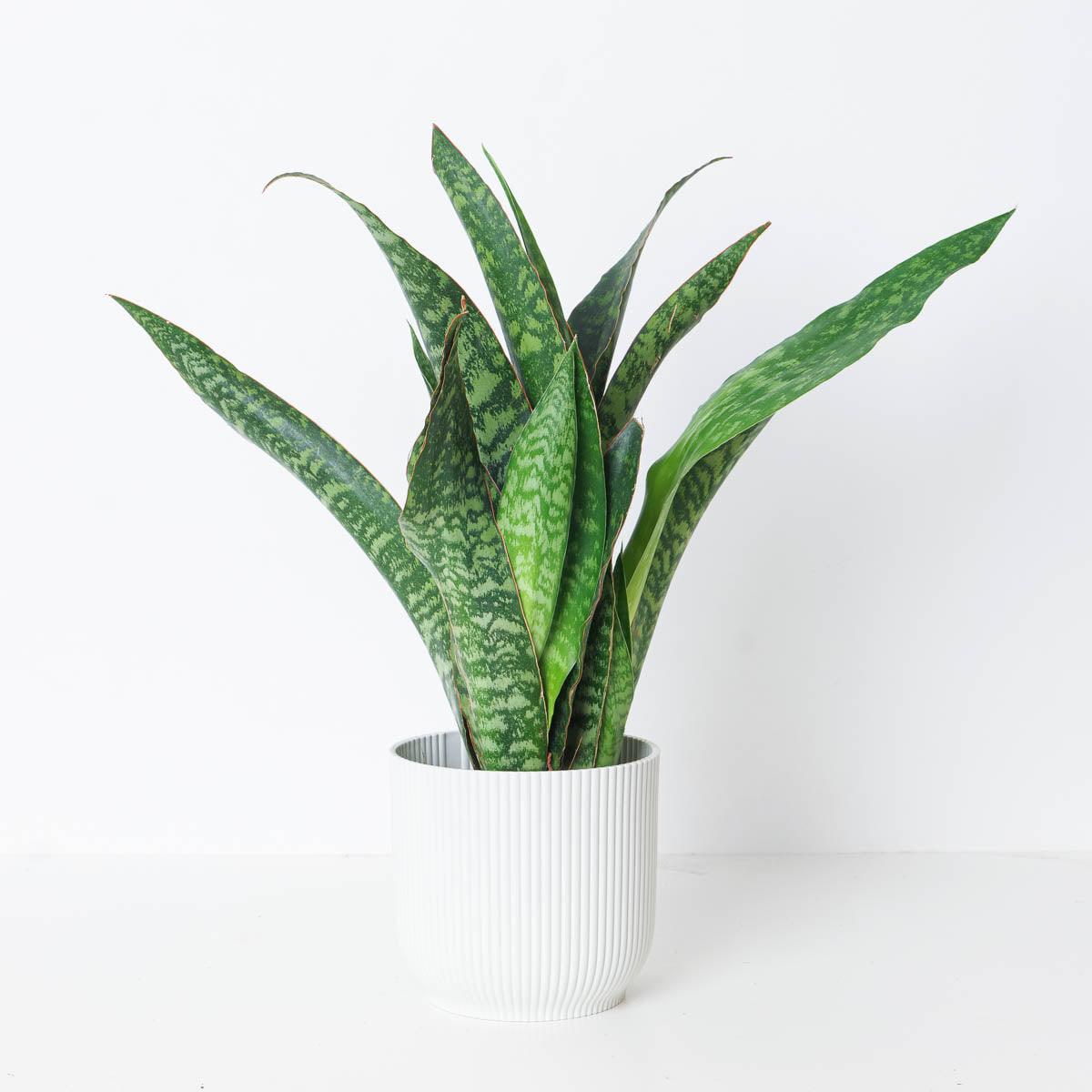 dragon snake plant Sansevieria aubrytiana 'Dragon' | Snake Plant