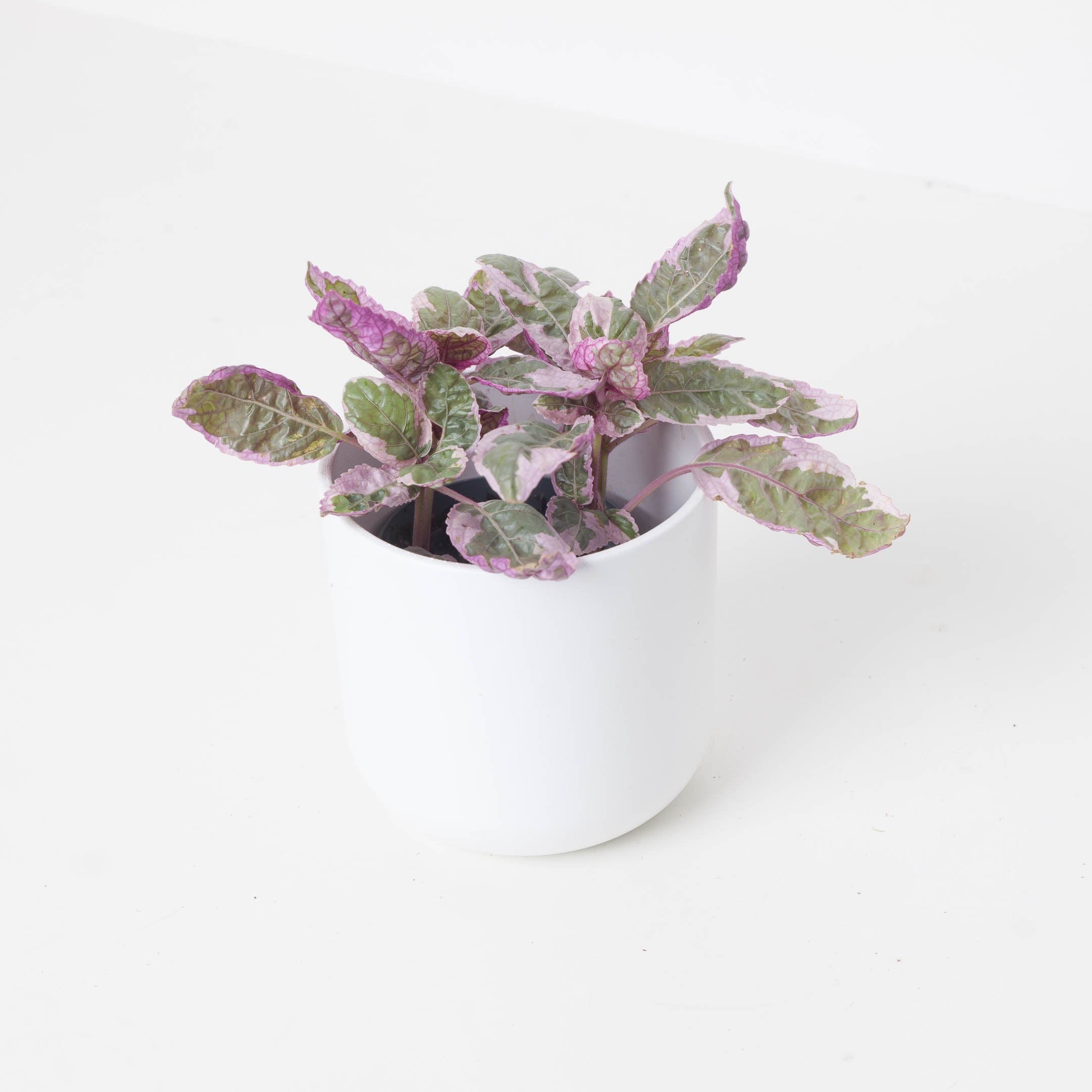 snow white waffle plant indoor care Hemigraphis Snow White