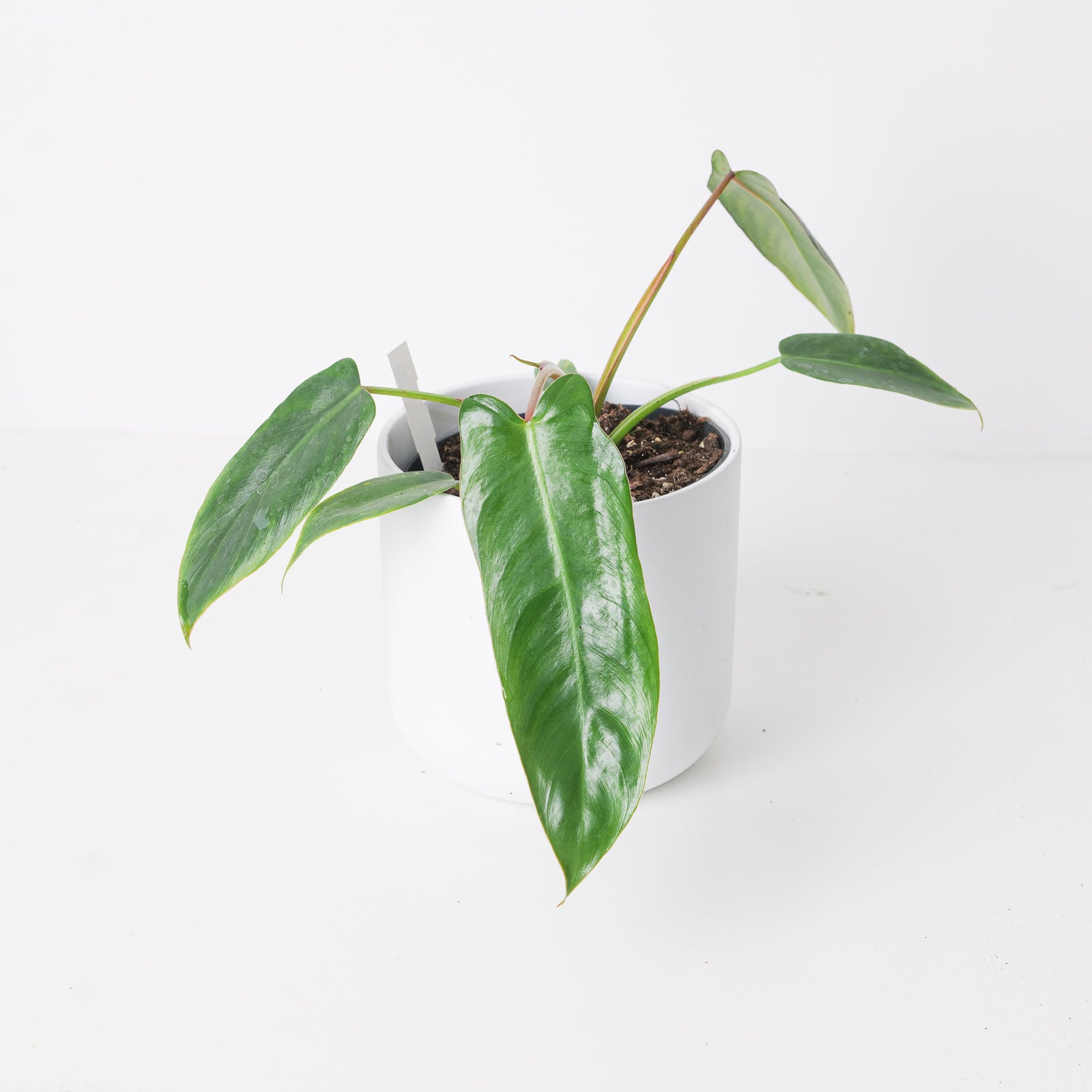 variegated philodendron spiritus sancti Philodendron spiritus sancti (TC Clone)