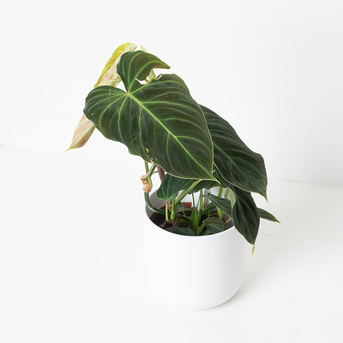 Imperfect Philodendron Splendid | Verrucosum x Melanochrysum - House of Kojo