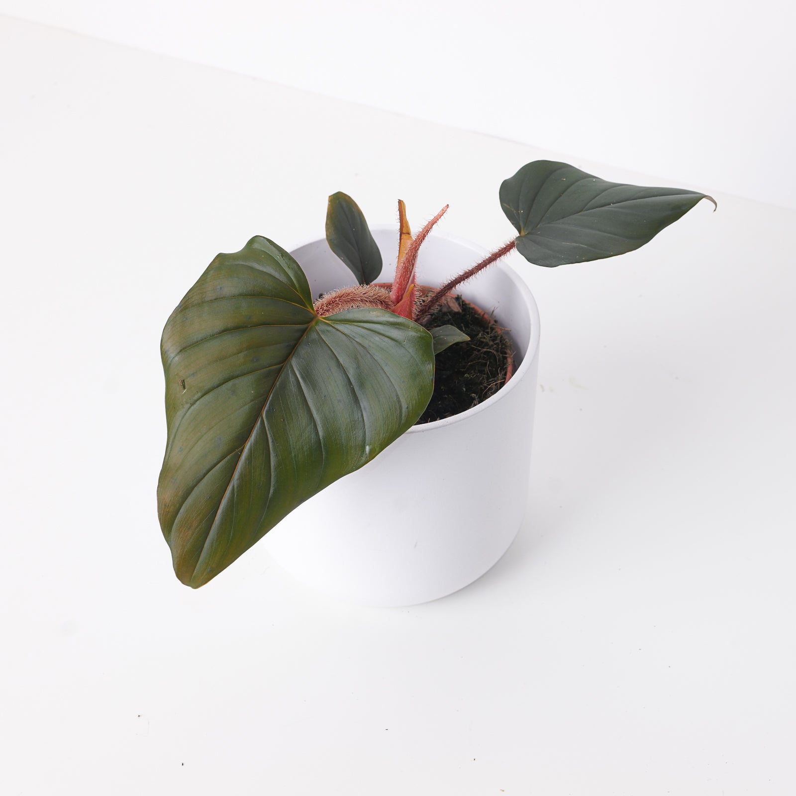 philodendron squamicaule dark Philodendron Squamicaule 'Black / Red'