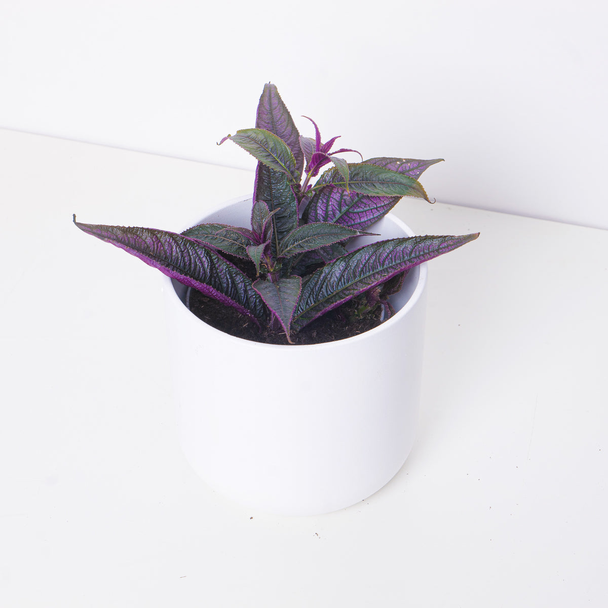 Strobilanthes auriculata var. dyeriana - House of Kojo