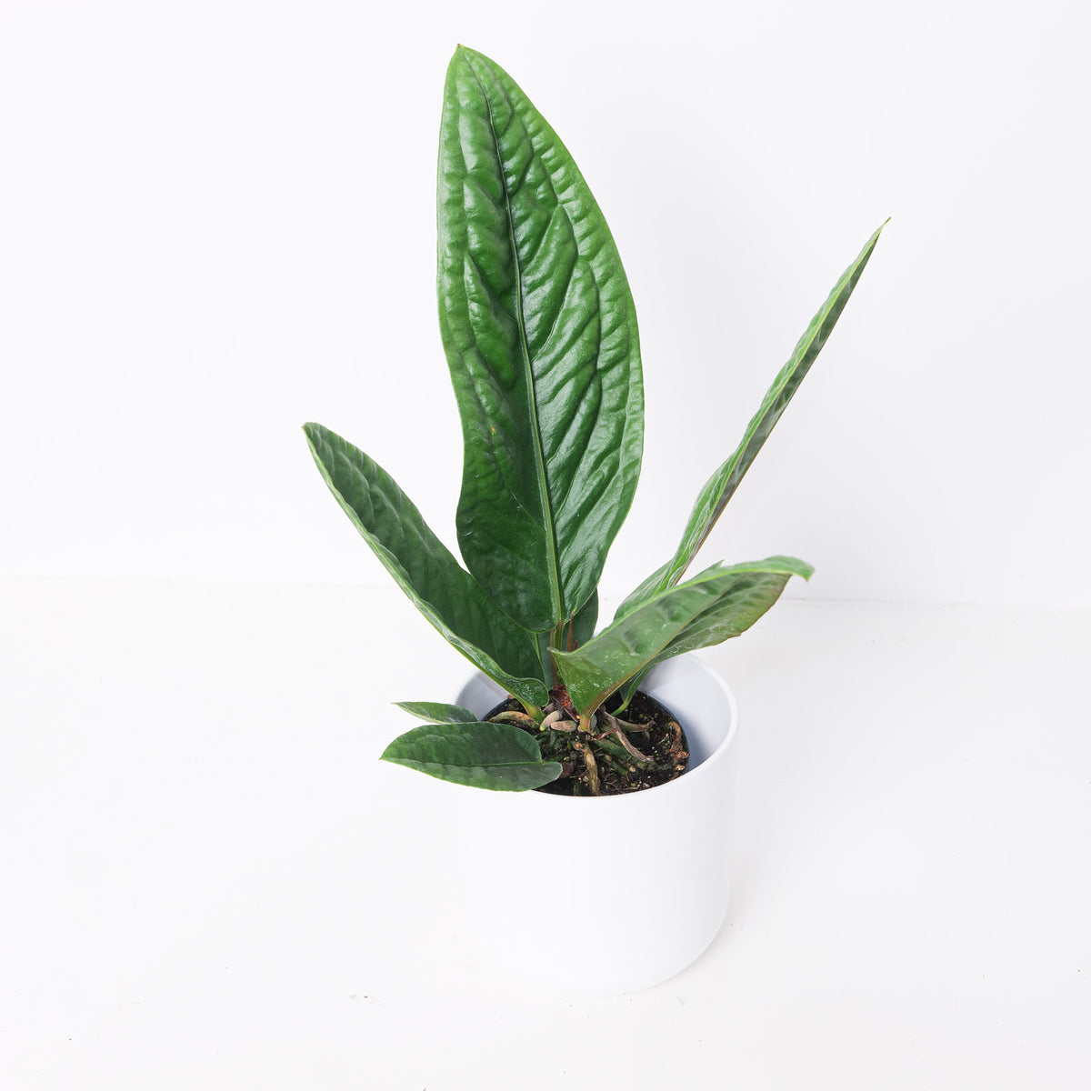 Anthurium superbum - House of Kojo