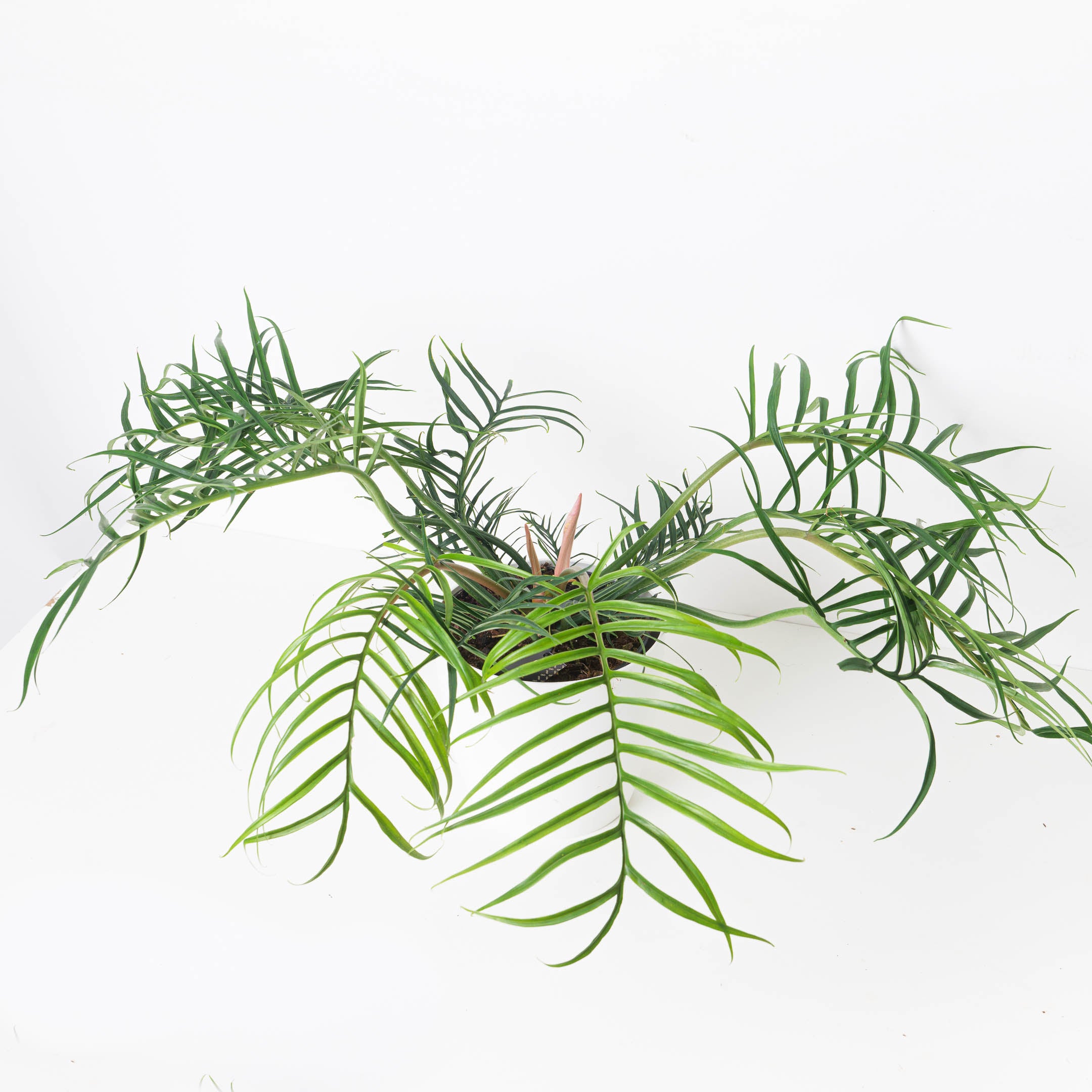 philodendron tortum uk Philodendron Tortum