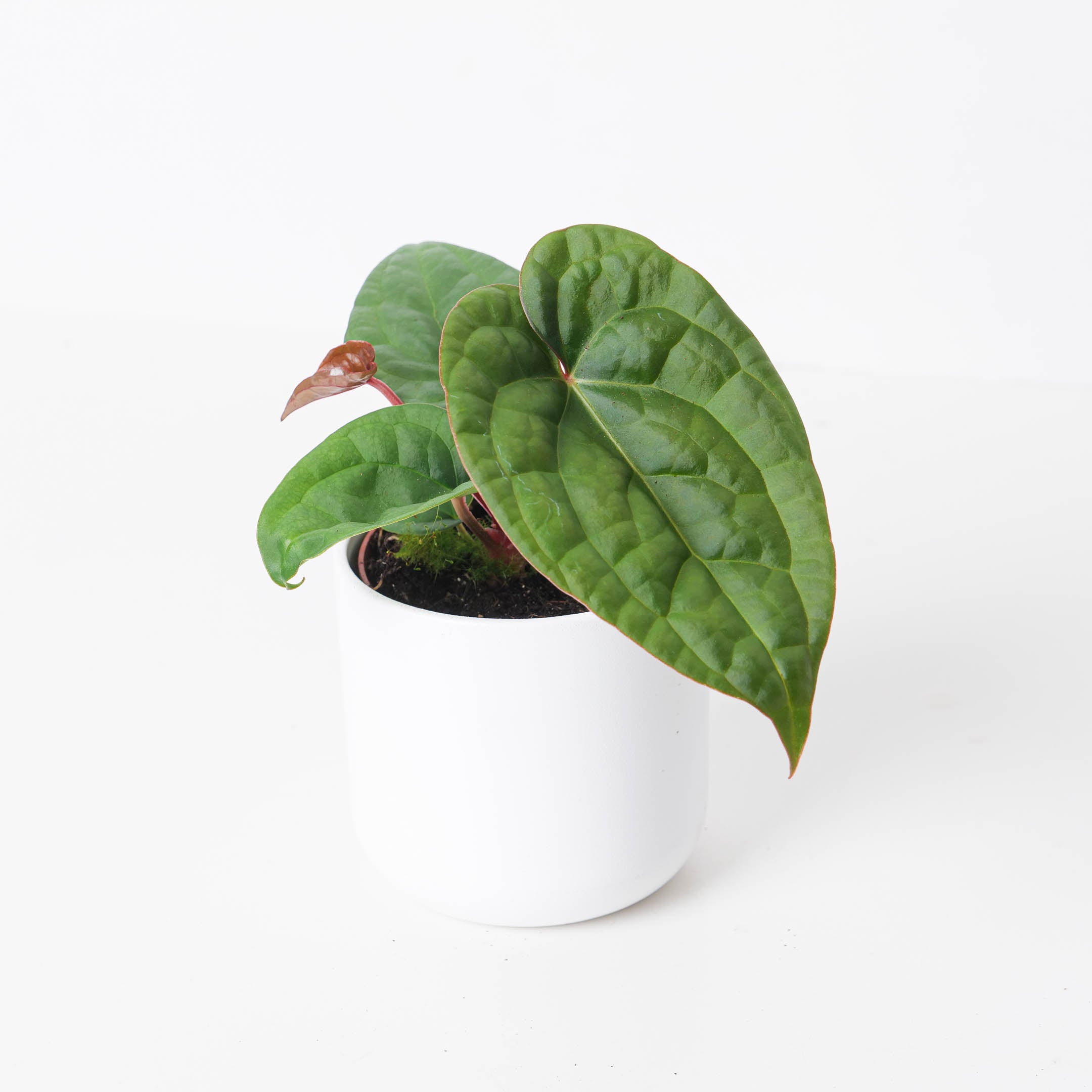 anthurium regale x luxurians Anthurium Regale x Luxurians
