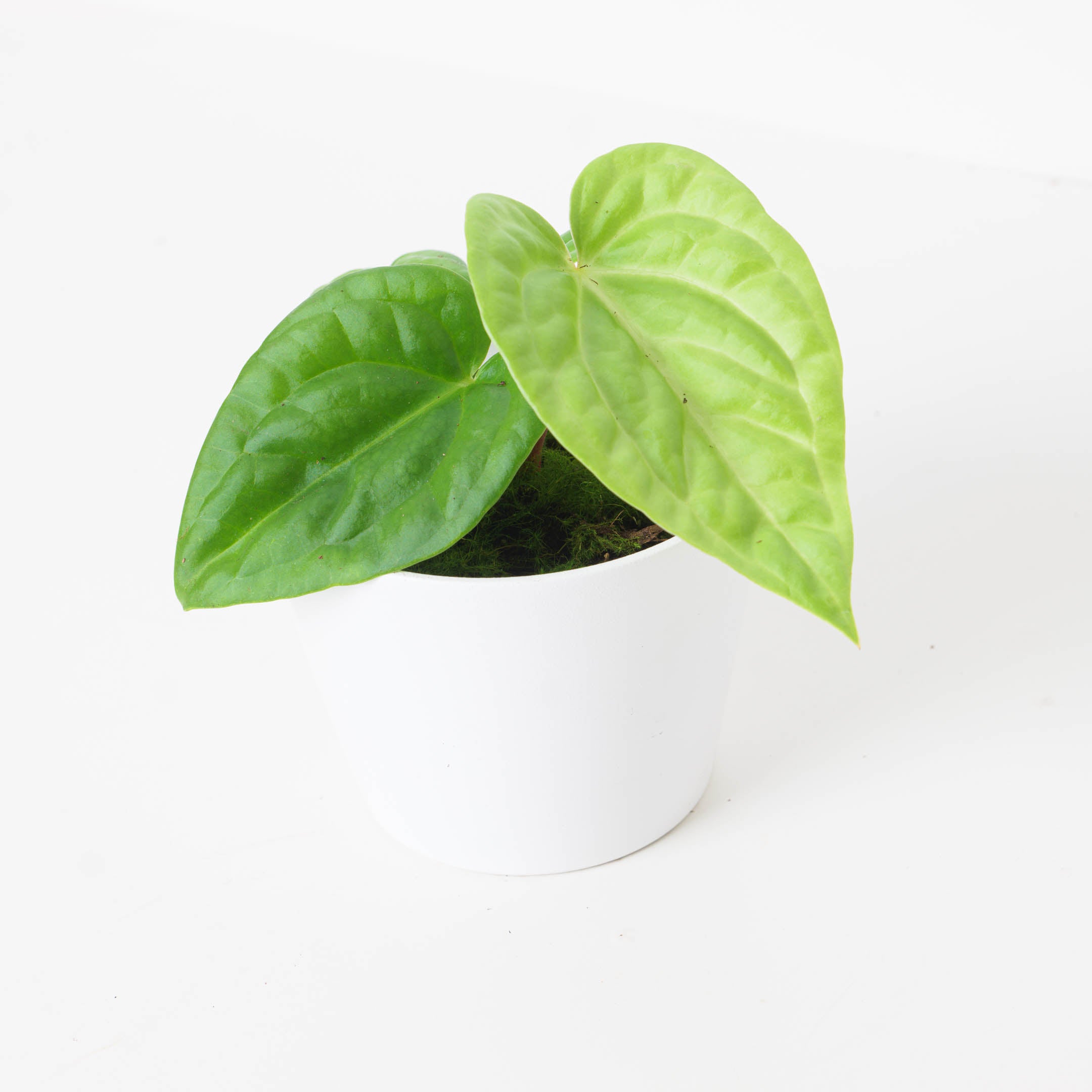 Anthurium villenaorum x luxurians main image 1