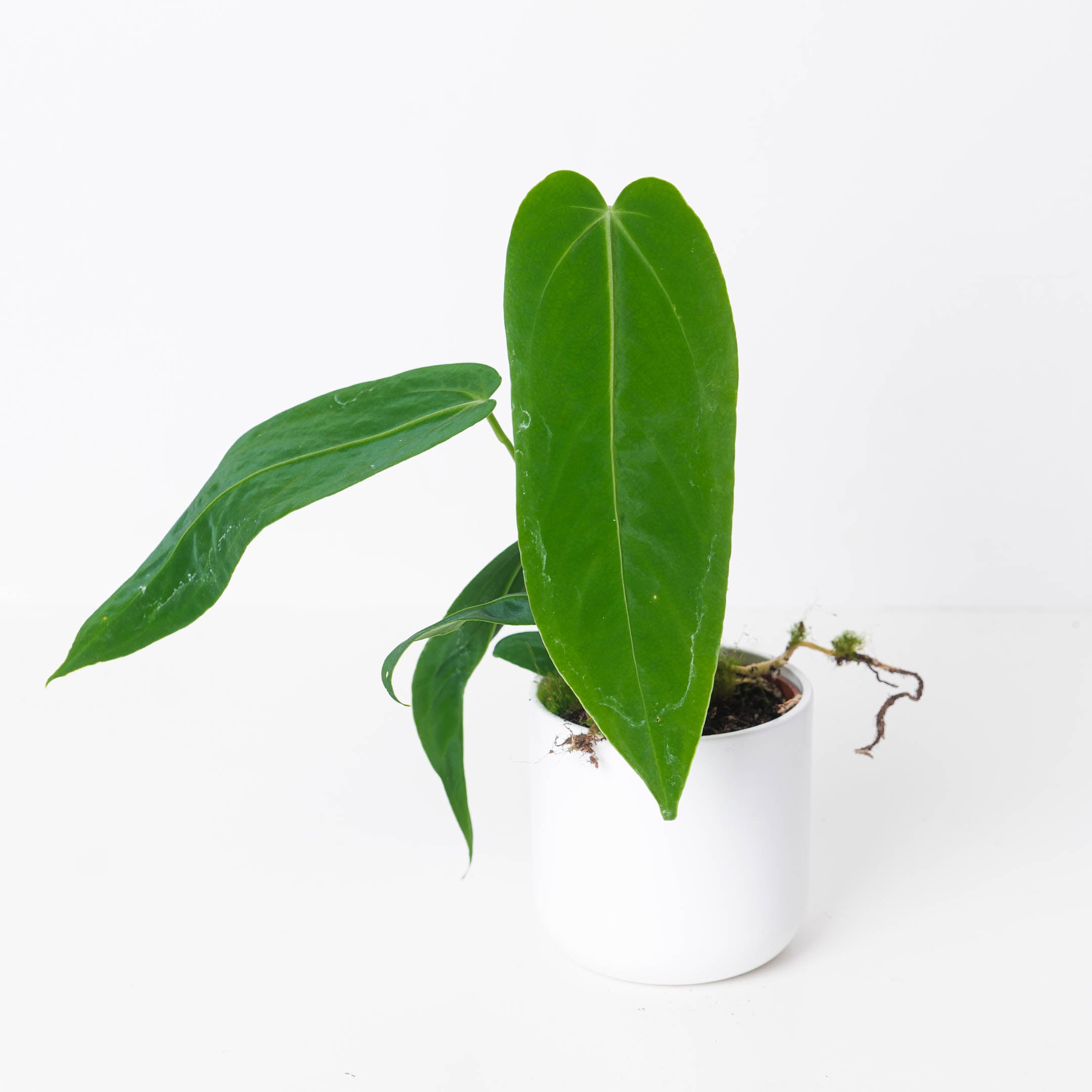anthurium dark warocqueanum x waterburyanum Anthurium Warocqueanum x Waterburyanum