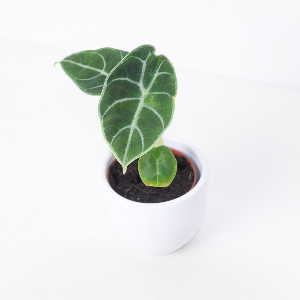 Alocasia Watsoniana 'Velvety' - House of Kojo
