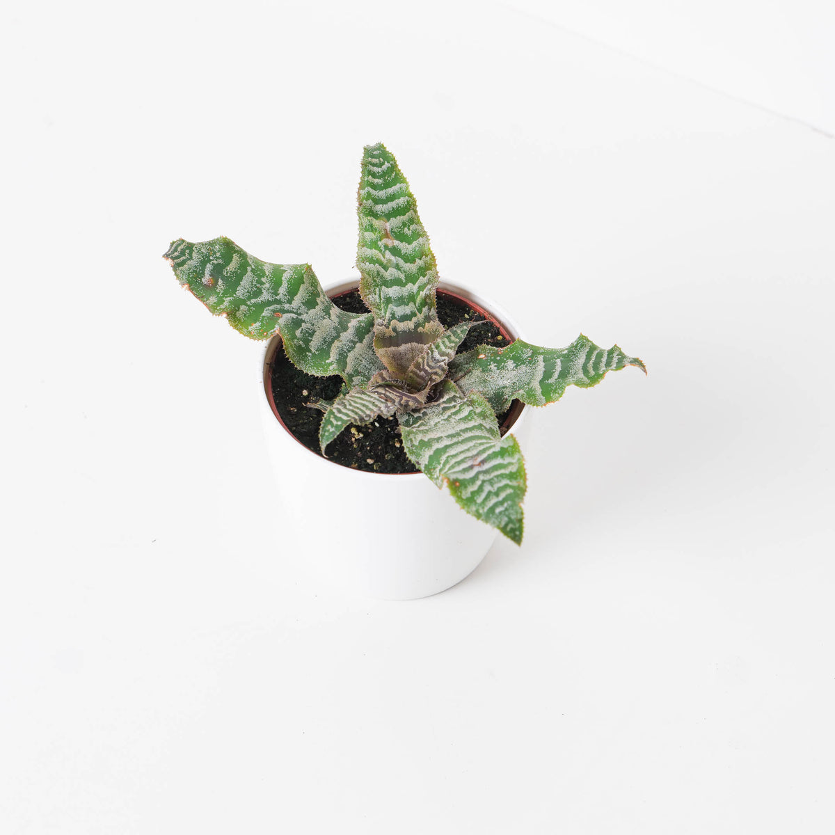 Cryptanthus zonatus | Zebra Stripe Plant - House of Kojo