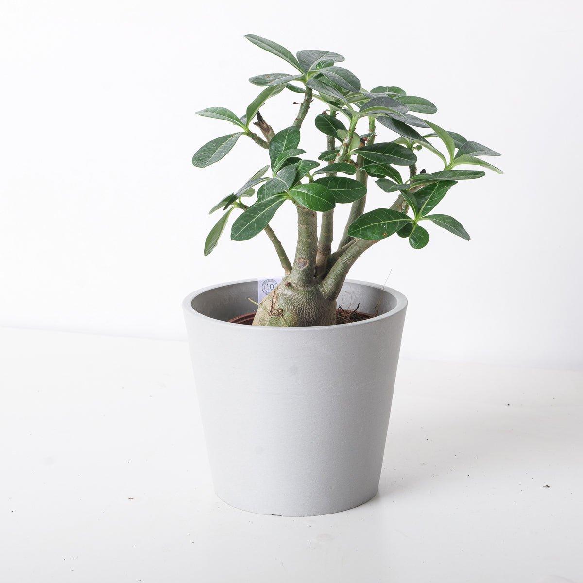 is adenium indoor plant Adenium Obesum | Desert Rose