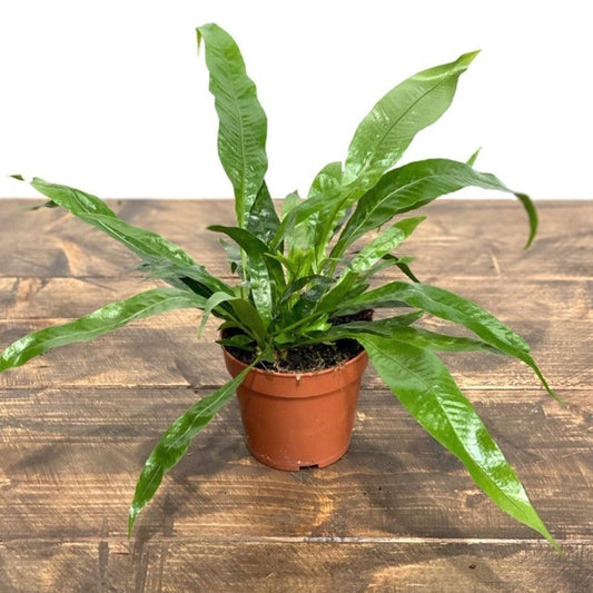 Aglaomorpha Coronans | House Plant - House of Kojo