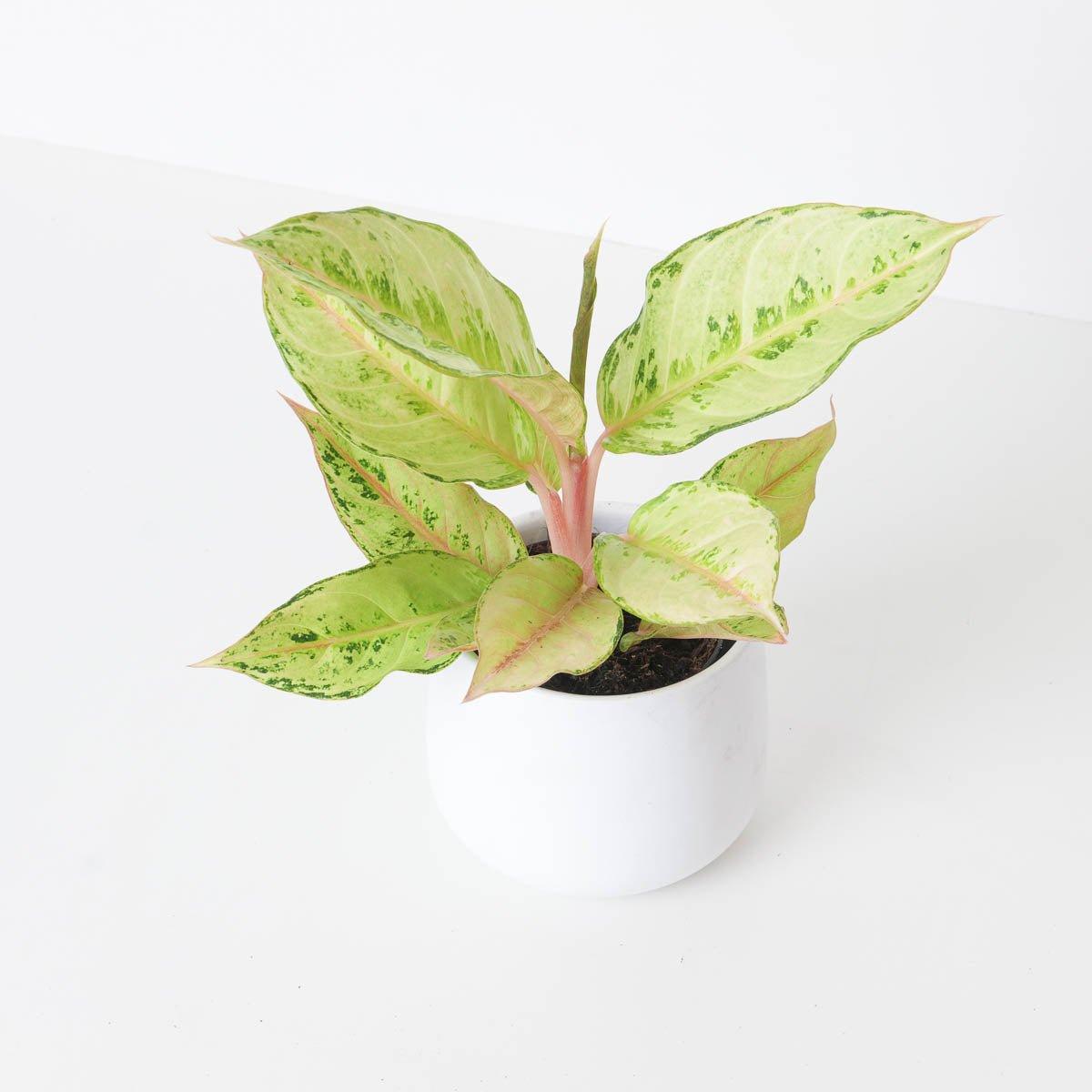 aglaonema frozen Aglaonema Chartreuse Pretty