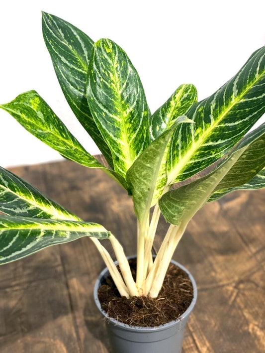 Aglaonema Key Lime - House of Kojo