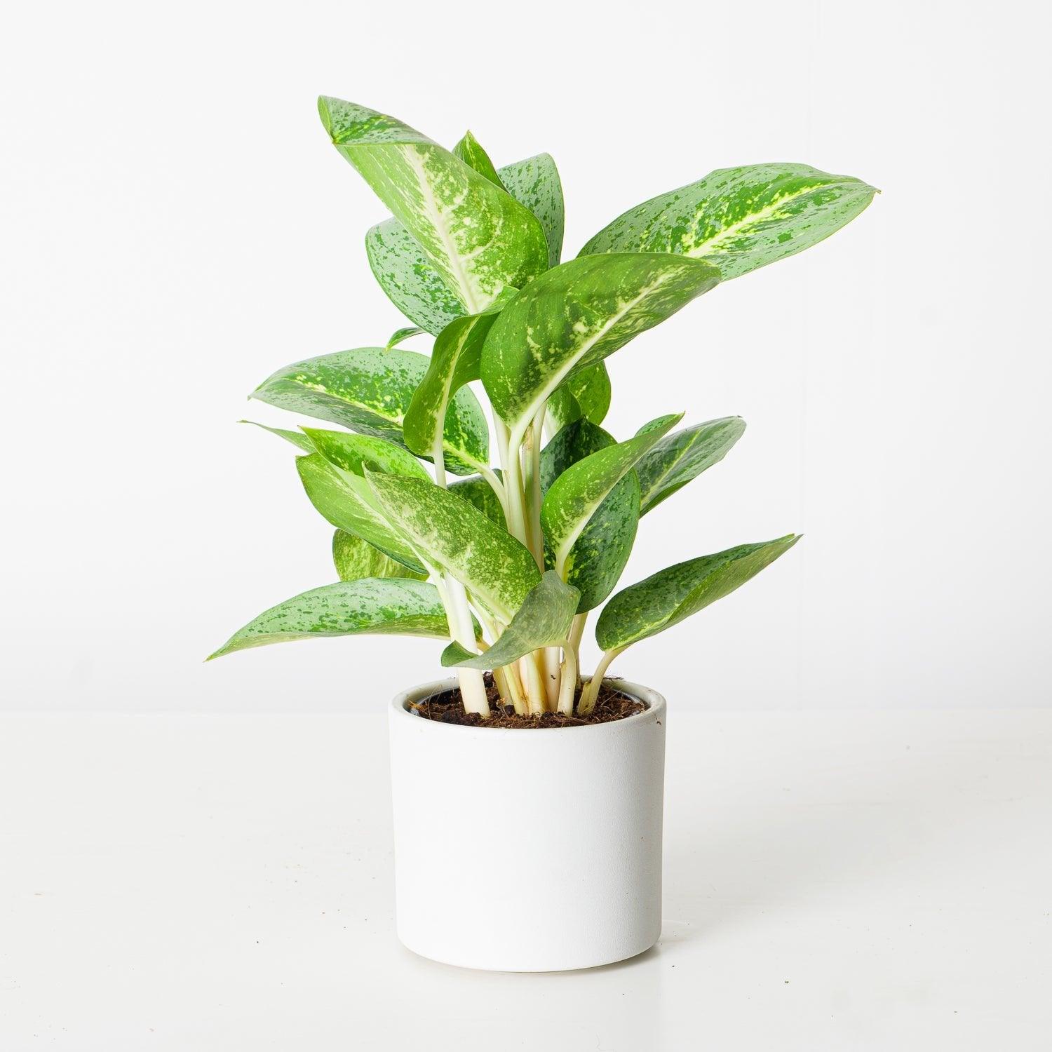 aglaonema white lime Aglaonema Lemon Mint