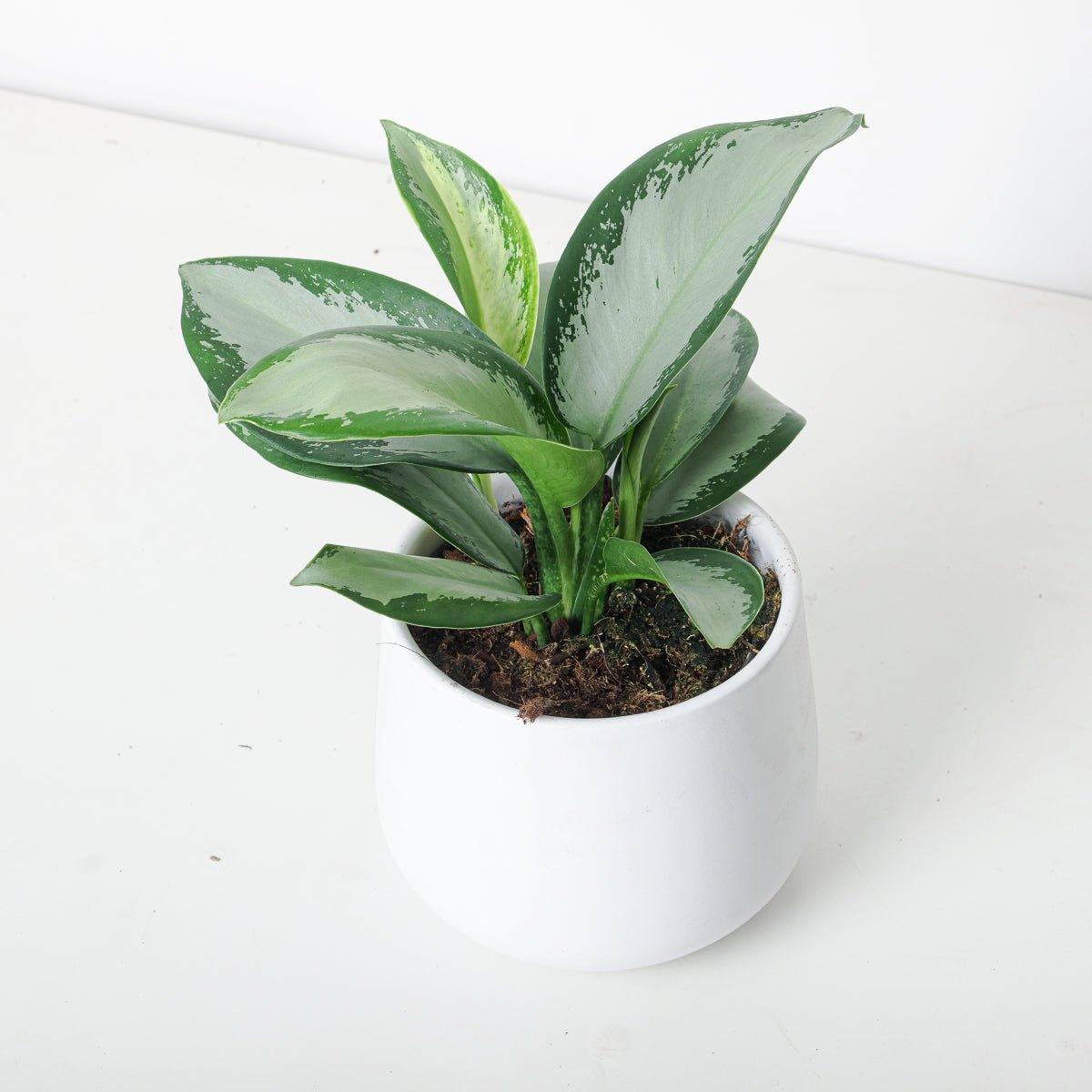 aglaonema plant of steel Aglaonema Silver Blue