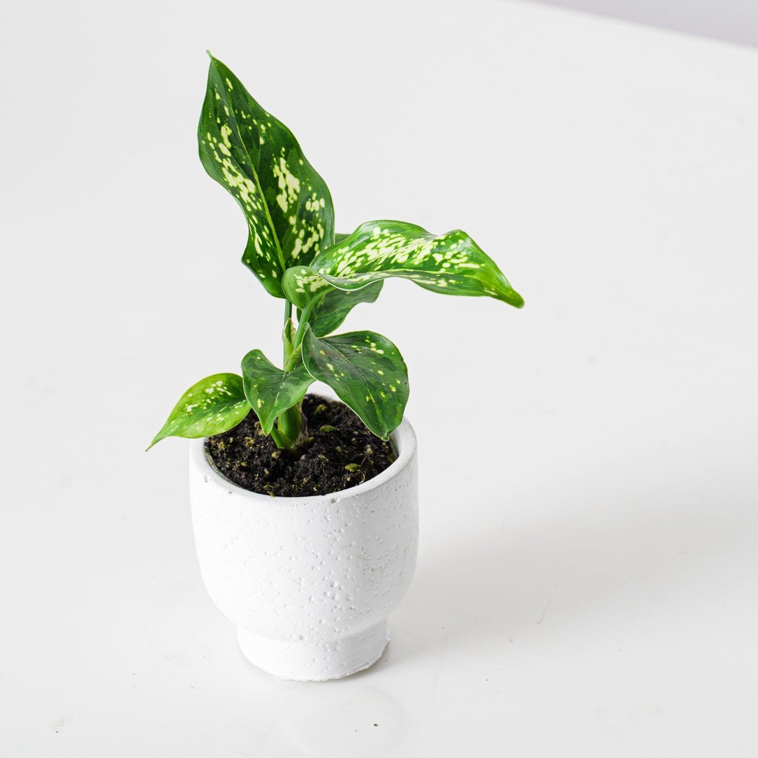 aglaonema snowflake Aglaonema Snowflake
