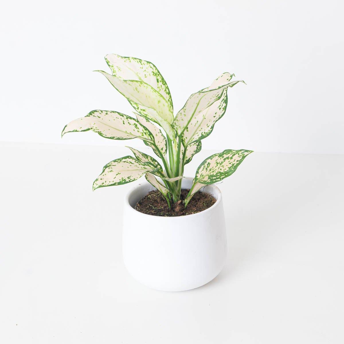 aglaonema pink vanilla Aglaonema Vanilla Baby