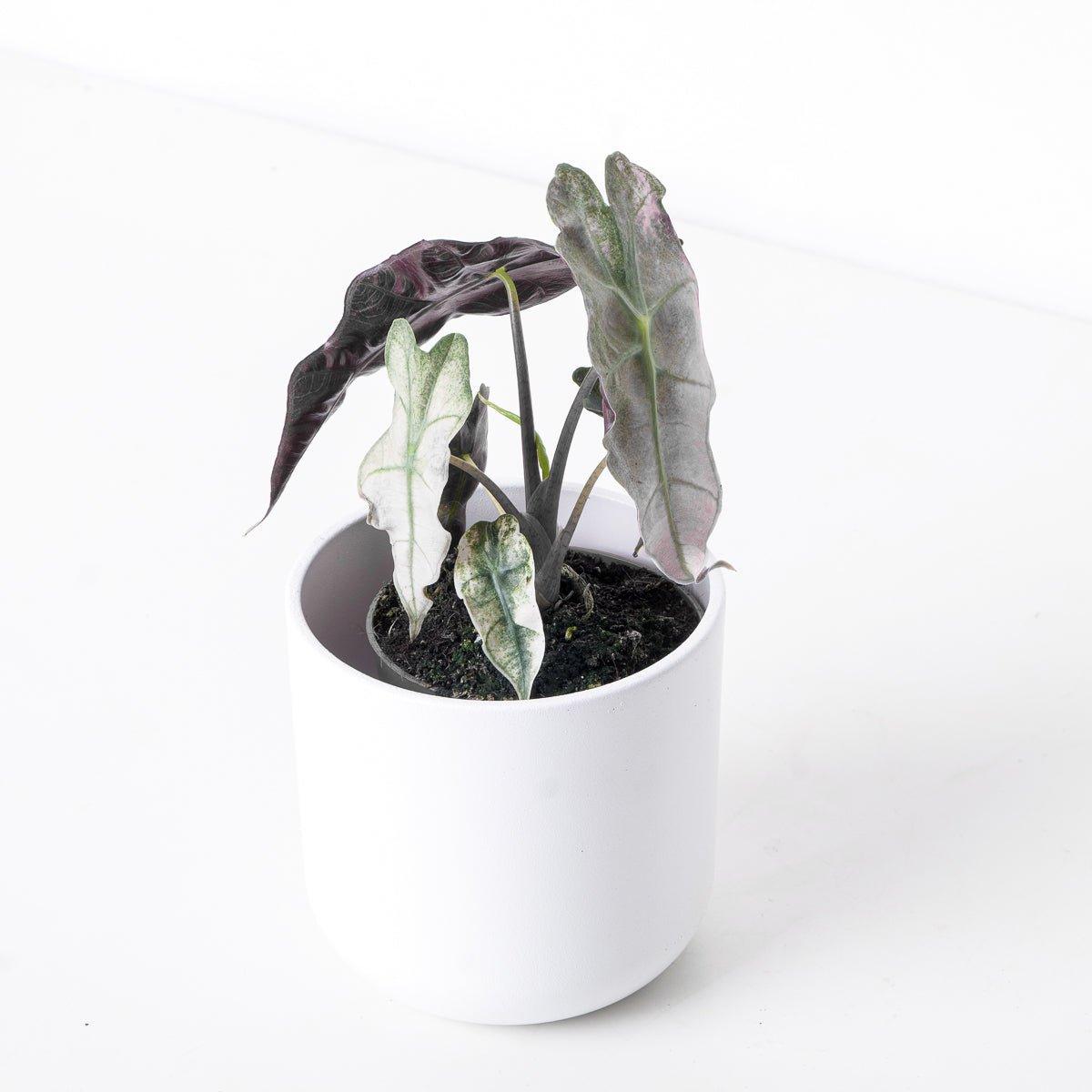 Alocasia Polly Pink Variegated | Indoor Plants and Accessories