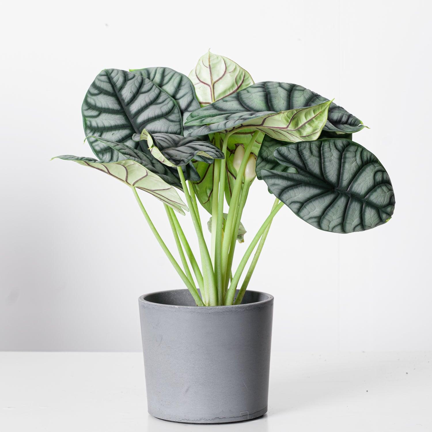 philodendron silver dragon Alocasia Silver Dragon
