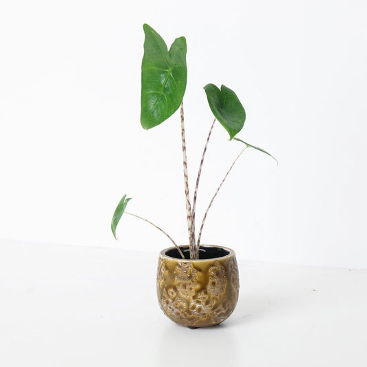 Alocasia Zebrina - House of Kojo