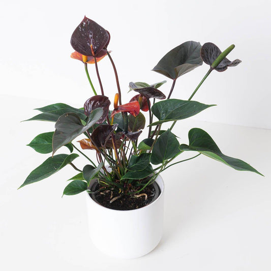 Anthurium andraeanum x 'Black Love' - House of Kojo