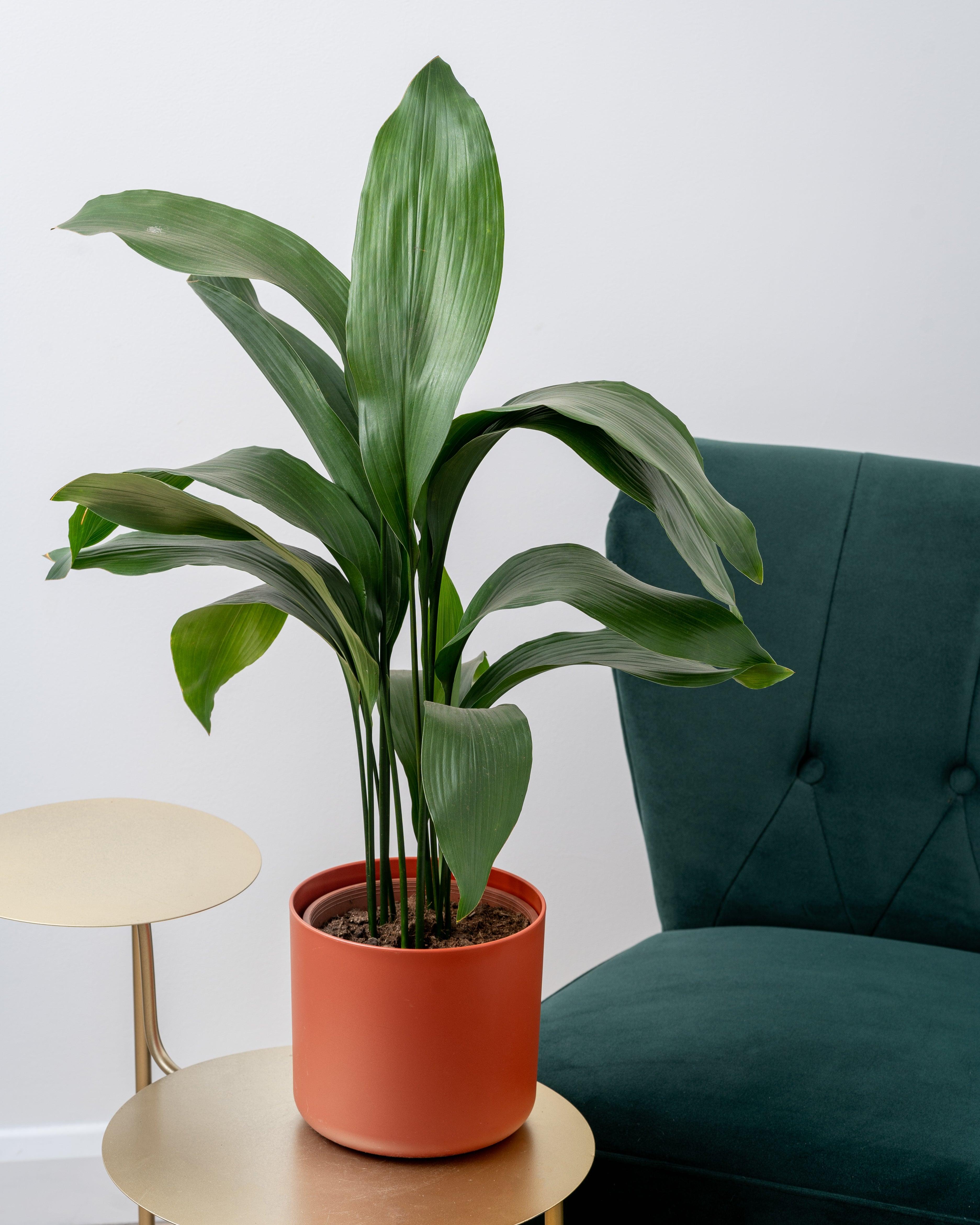 potted cast iron plant Aspidistra Elatior Cast Iron Plant