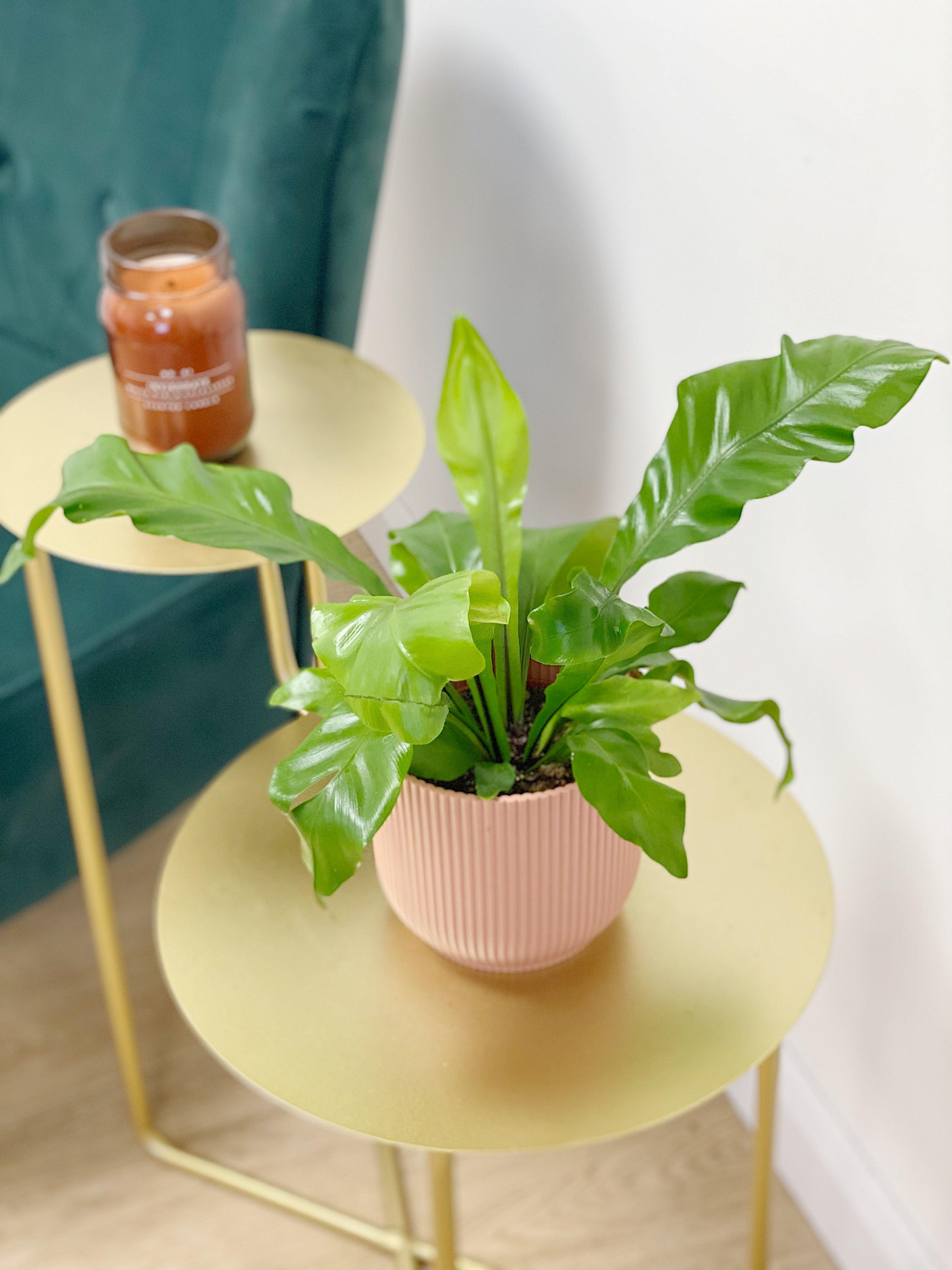 asplenium indoor plant Asplenium Nidus
