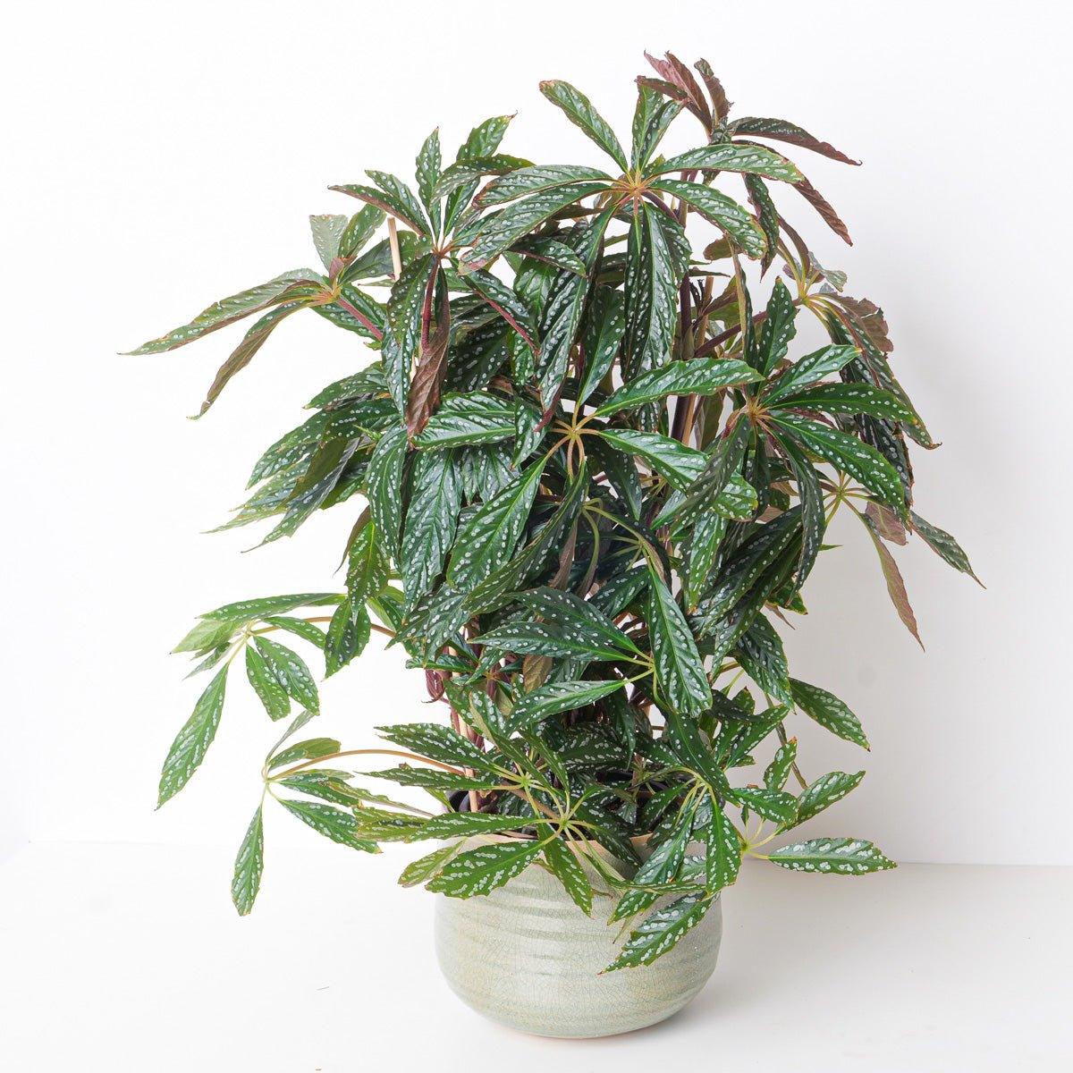 Begonia Hemsleyana Silver - House of Kojo
