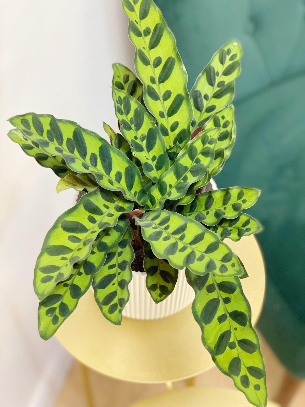Calathea Lancifolia Rattlesnake - House of Kojo