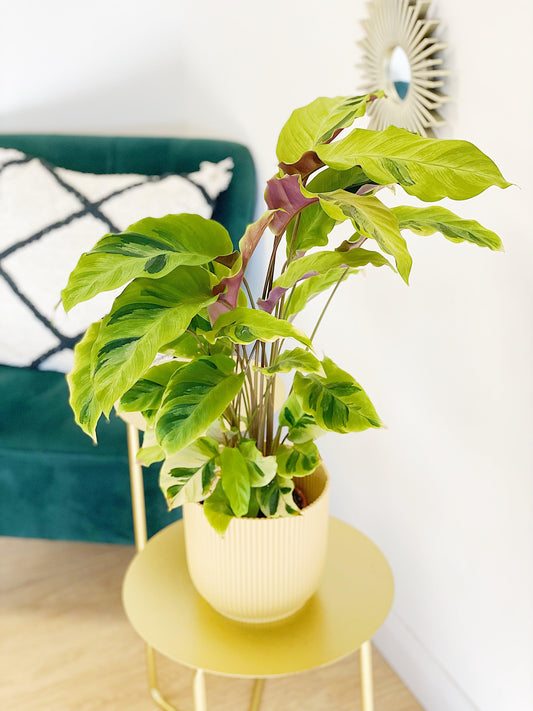 Calathea Yellow Fusion - House of Kojo