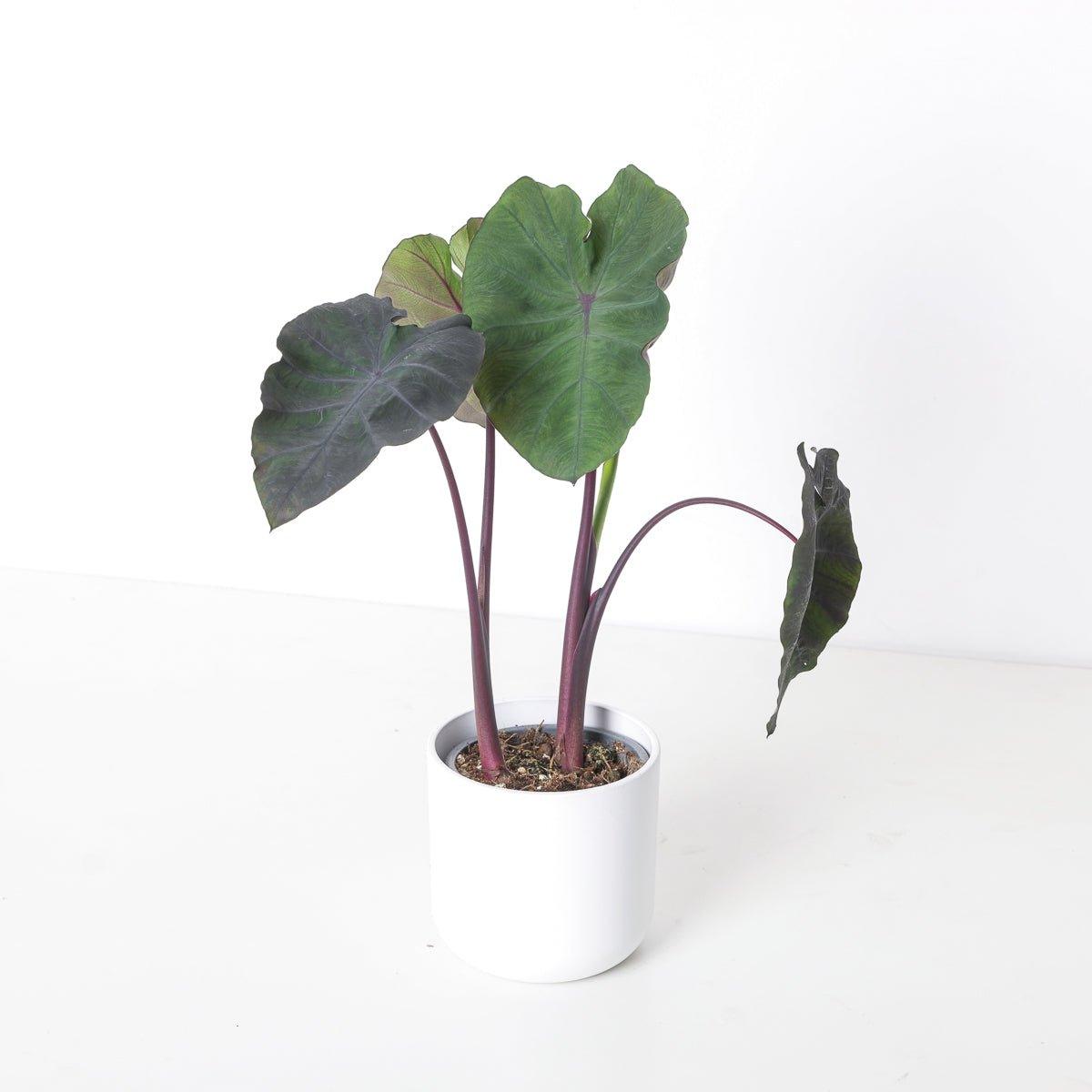 redemption elephant ear plant Colocasia Redemption