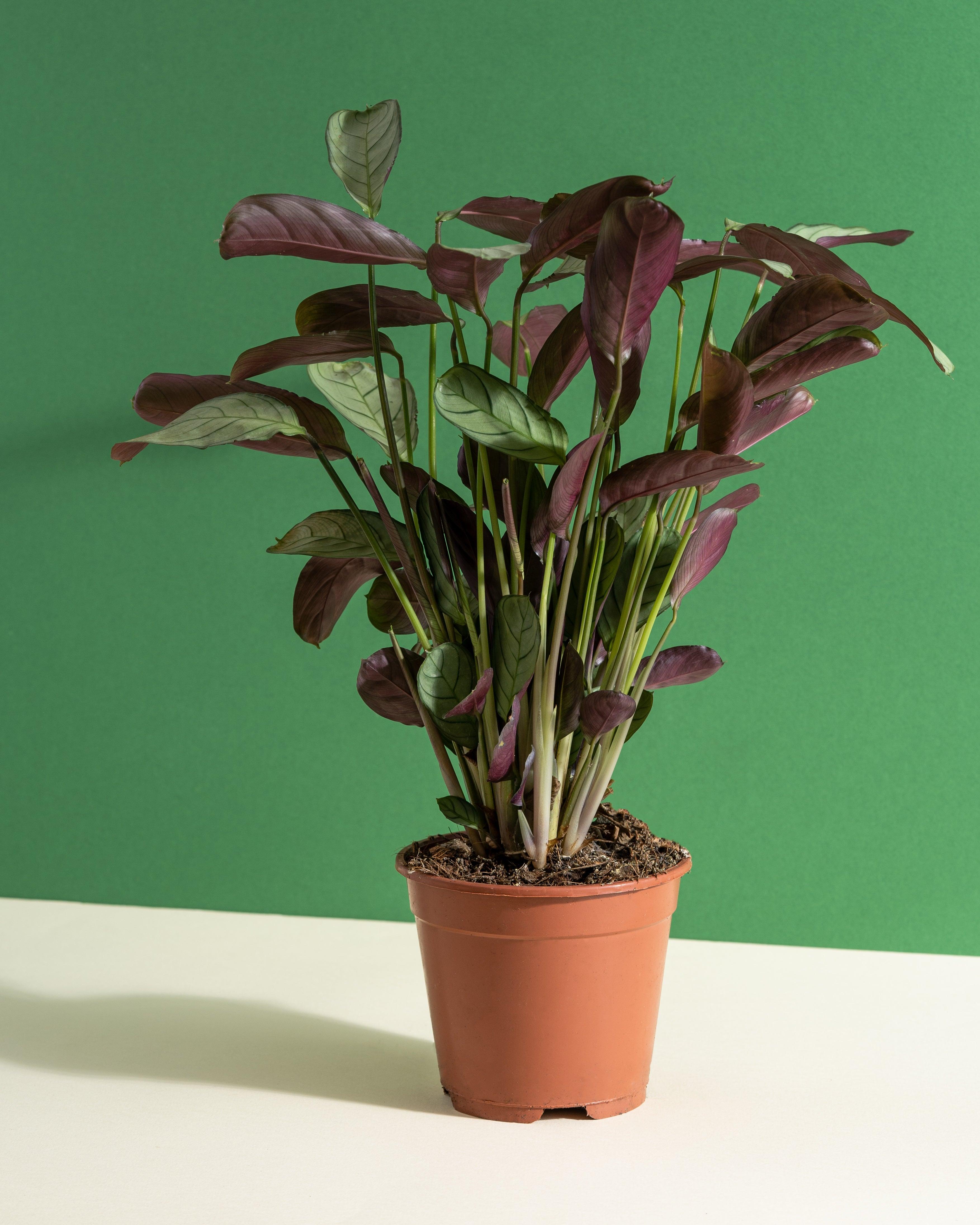 fishbone prayer plant cats Ctenanthe Burle Marxii Amagris