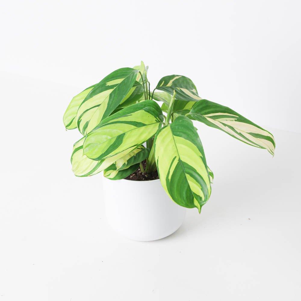 mosaic indoor plant Ctenanthe Pilosa Golden Mosaic
