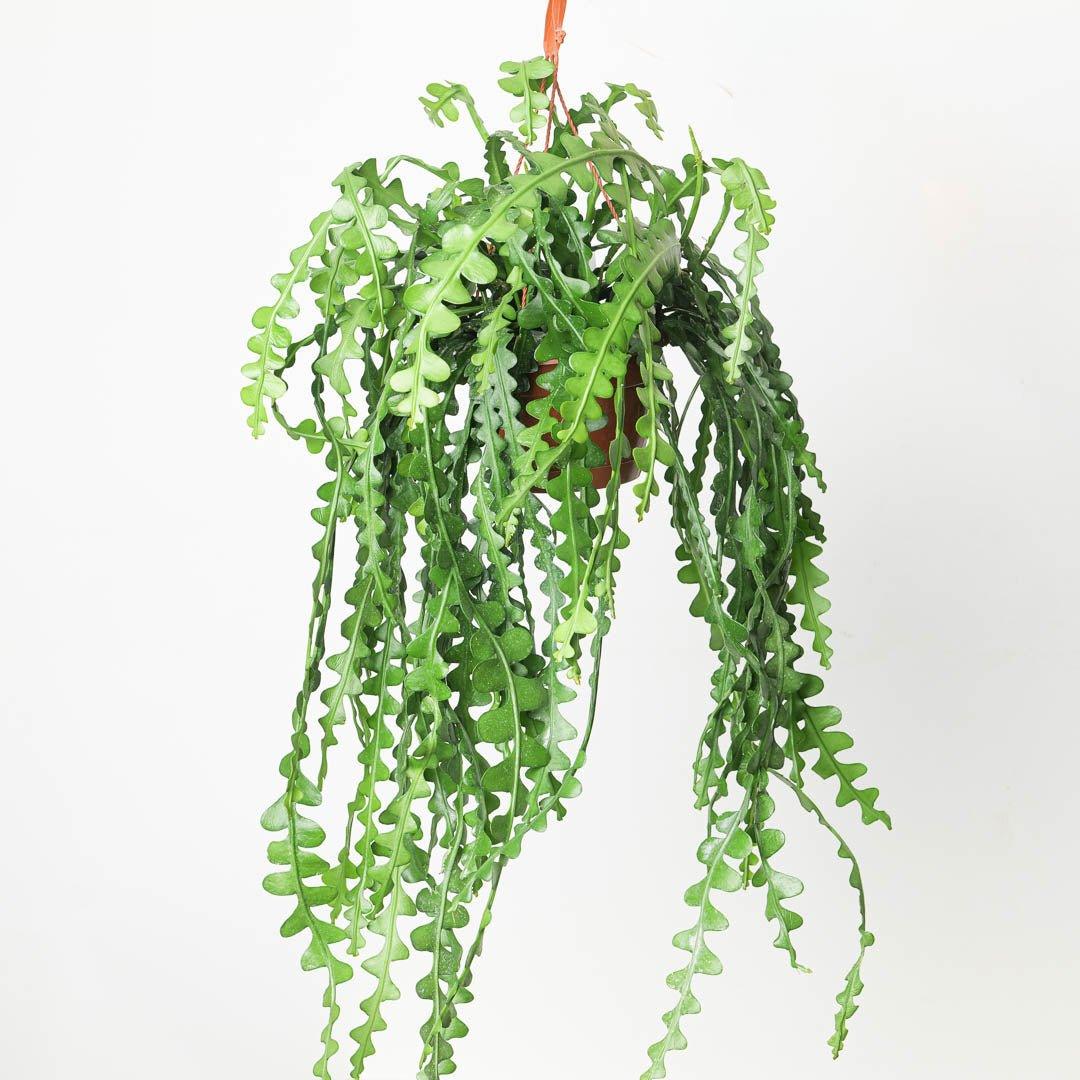 Epiphyllum Anguliger | Fishbone Cactus - House of Kojo
