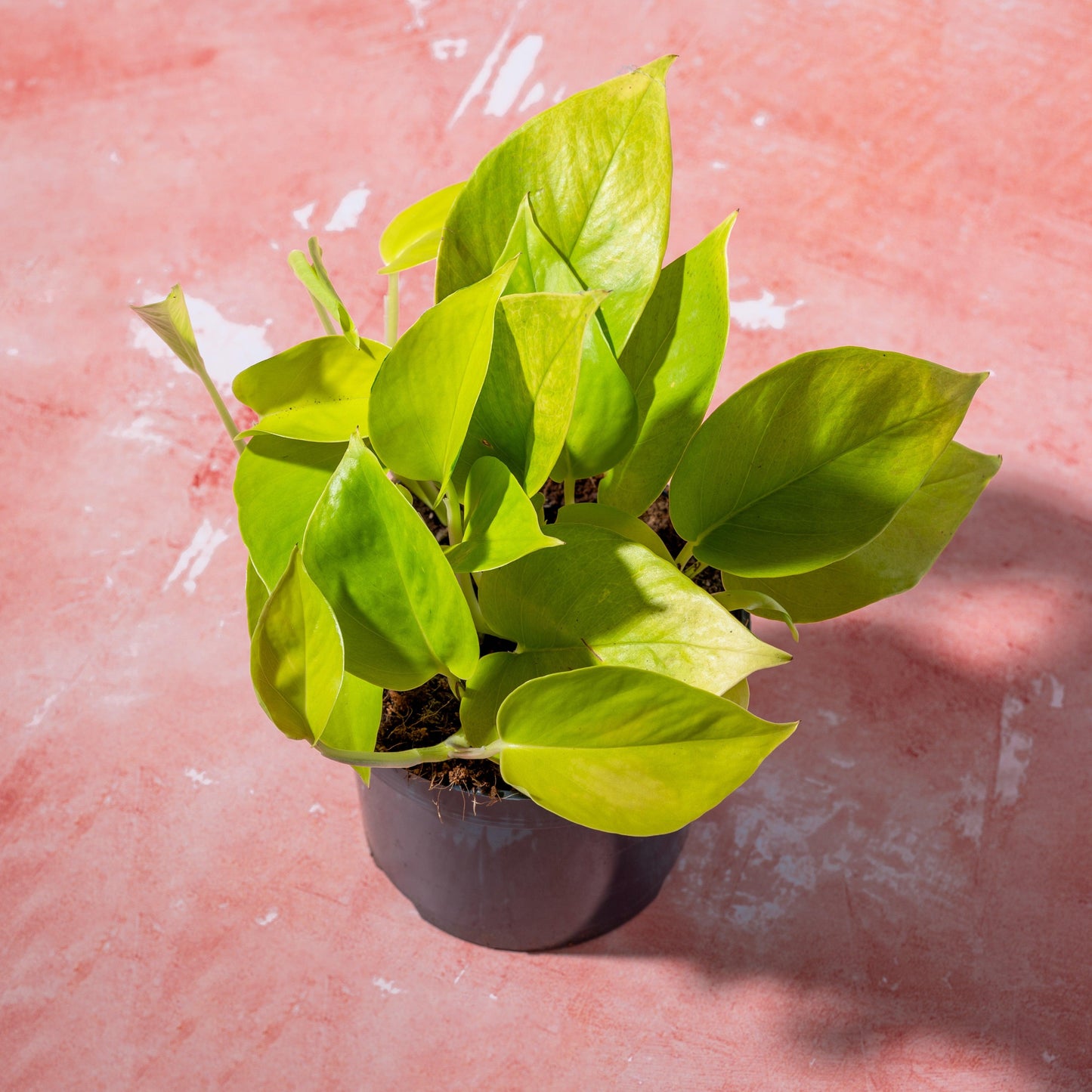 Epipremnum Aureum Neon | Easy care - House of Kojo