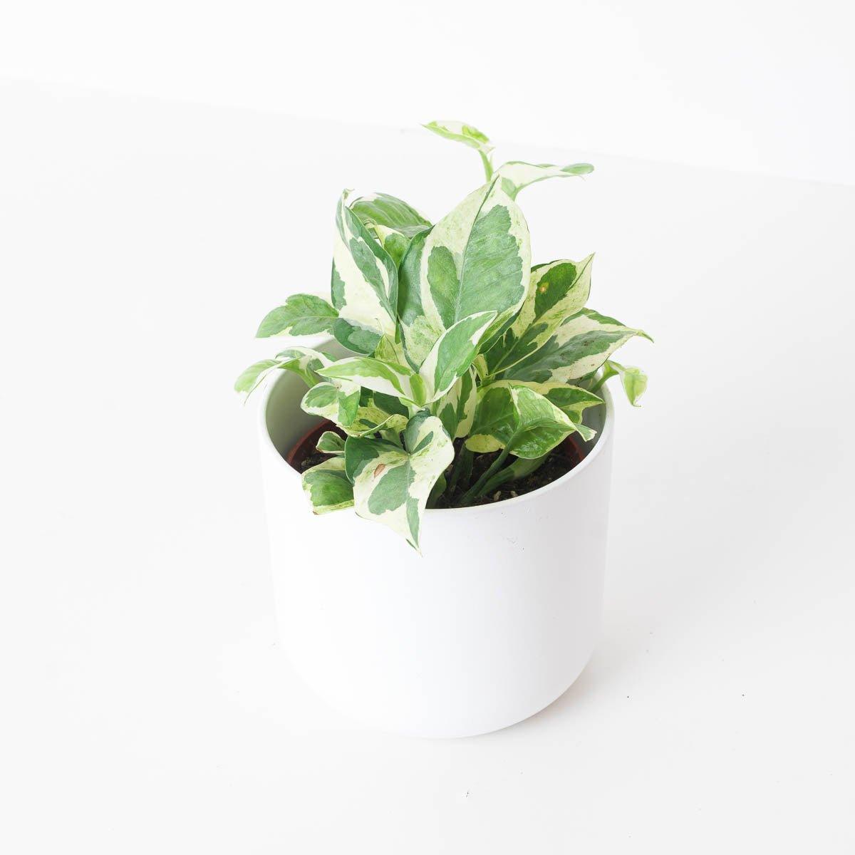 glacier pothos plant Epipremnum Glacier Pothos