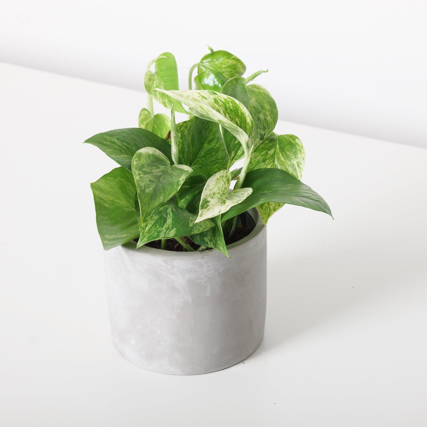 30 45cm marble queen pothos epipremnum in hanging 15cm pot Epipremnum Marble Queen Pothos