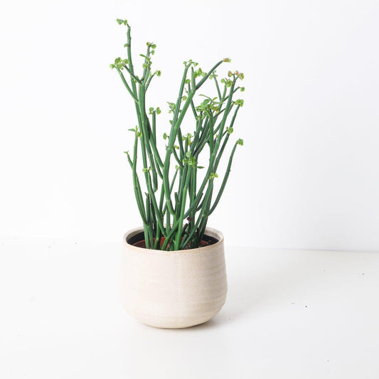 Euphorbia Phosphorea - House of Kojo