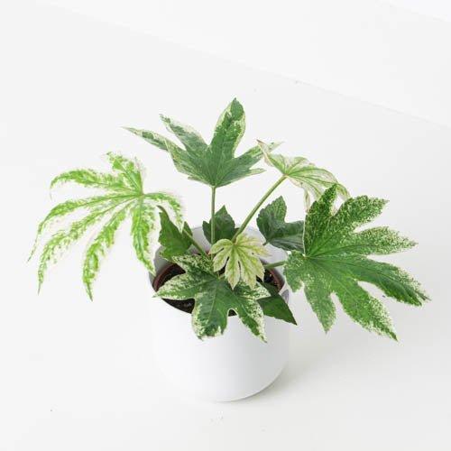 spider web plant indoors Fatsia Japonica 'Spiders Web'
