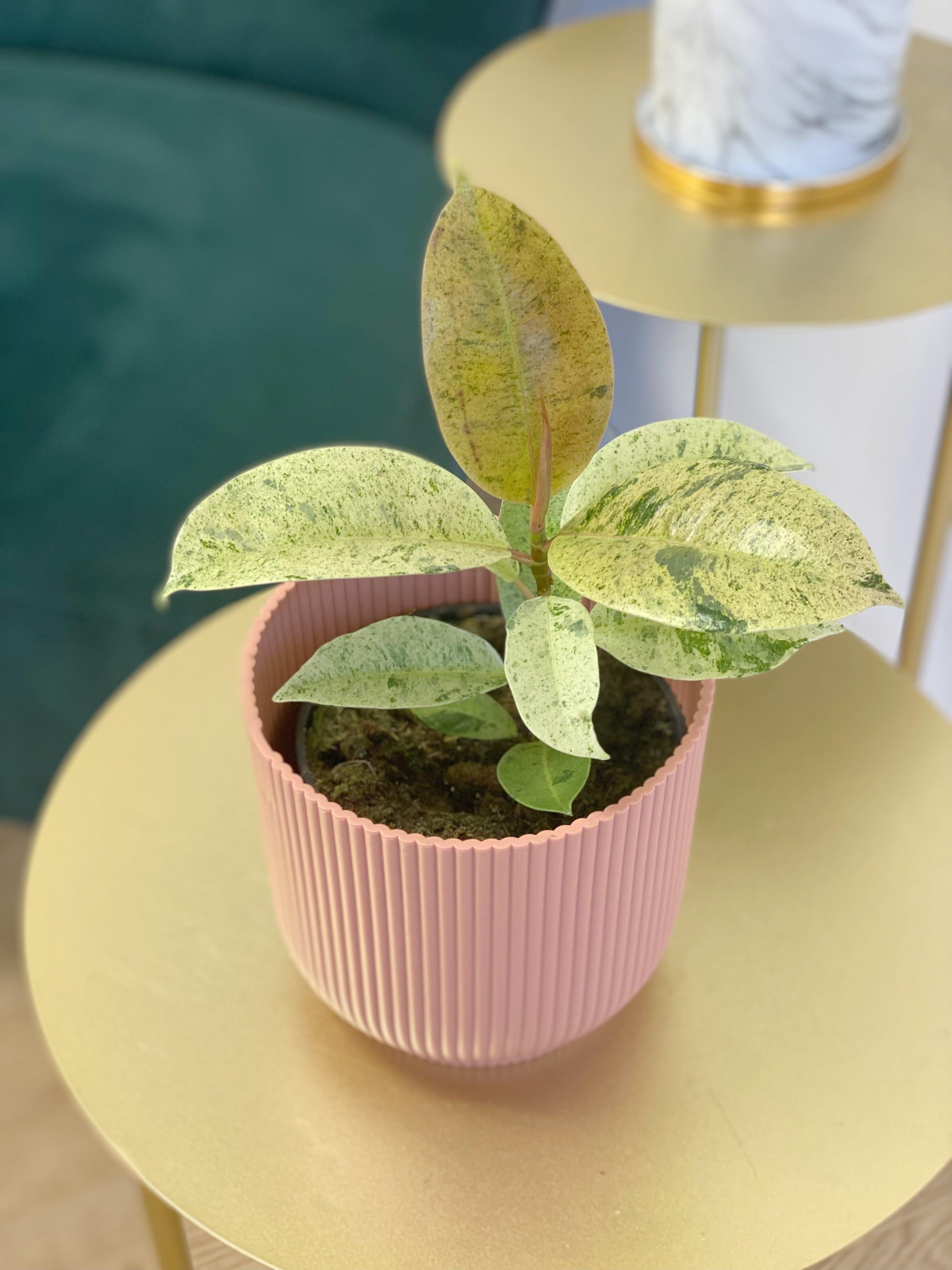 moonshine rubber tree Ficus Shivereana Moonshine
