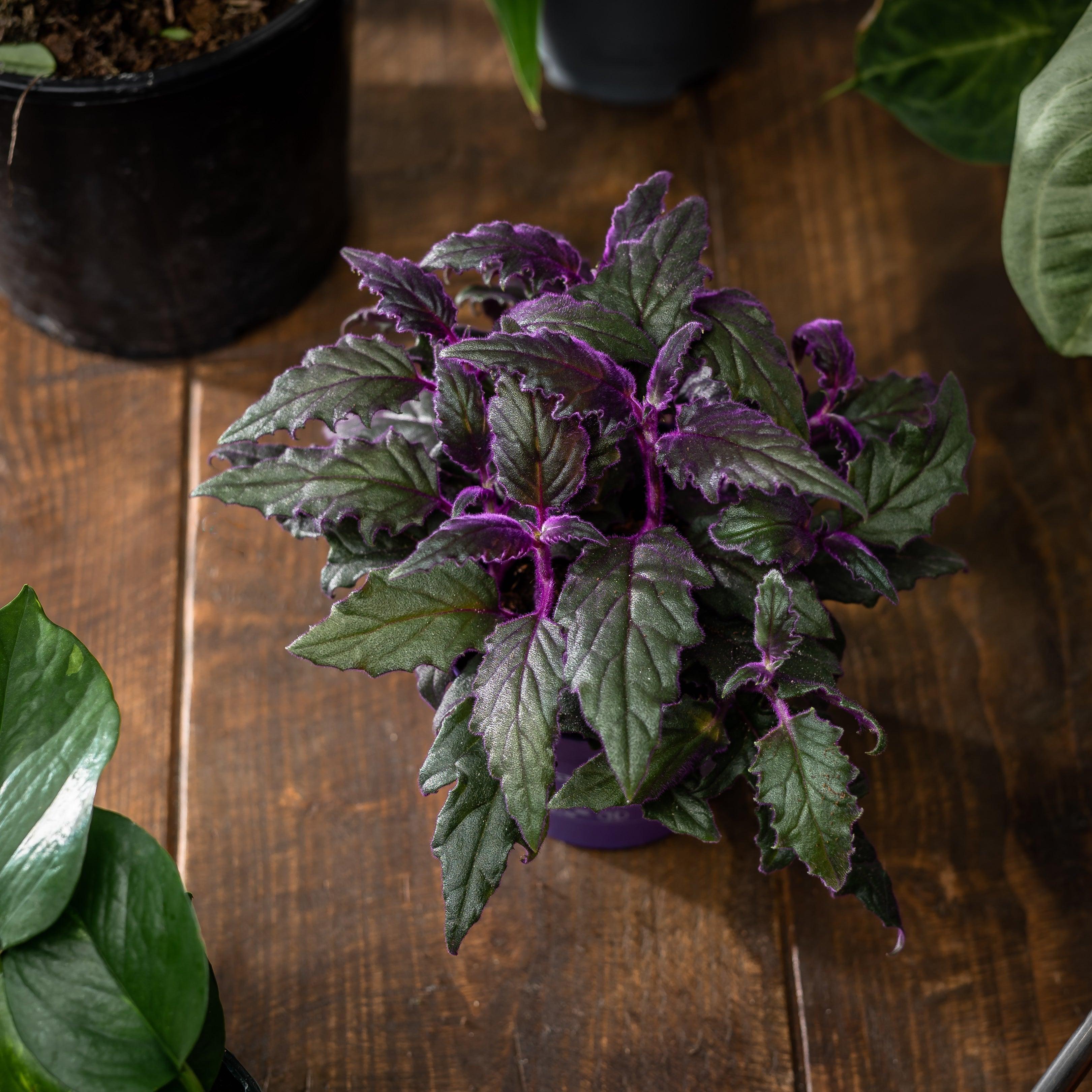 purple passion indoor plant Gynura Aurantiaca Purple Passion