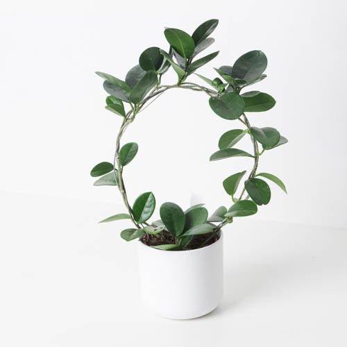 indoor plants hoya Hoya Australis