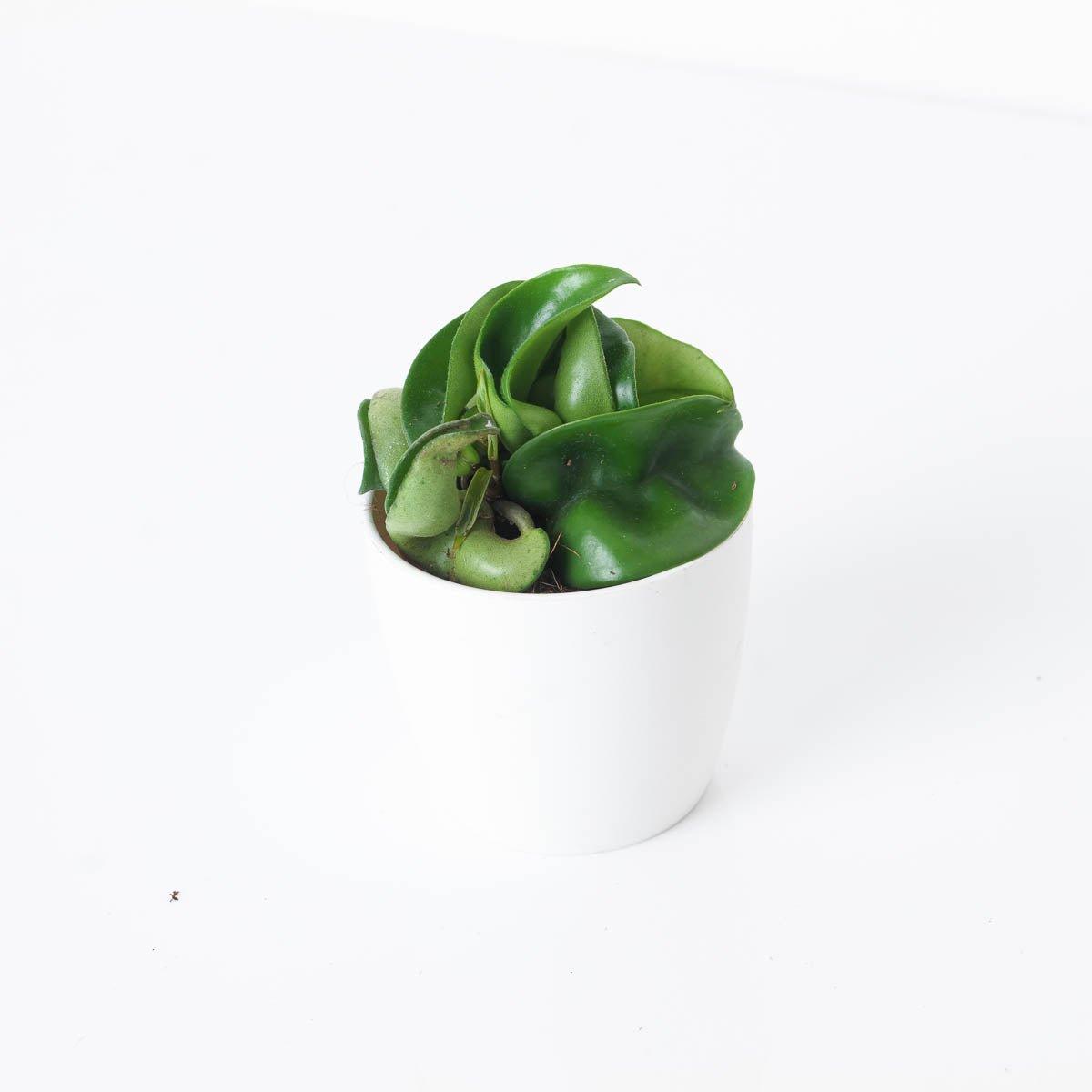 Hoya Carnosa compacta | Indoor Plants and Accessories – House of Kojo