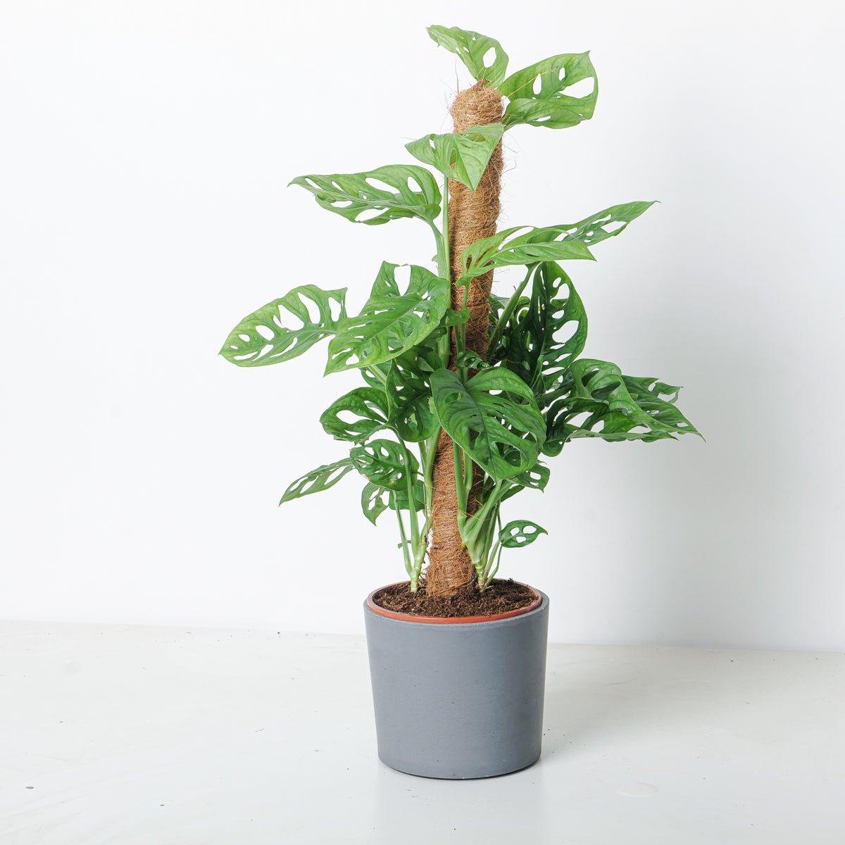 monkey monstera plant Monstera Adansonii | Monkey Mask