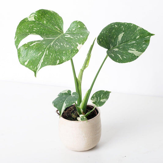 Imperfect Monstera Deliciosa Thai Constellation - House of Kojo