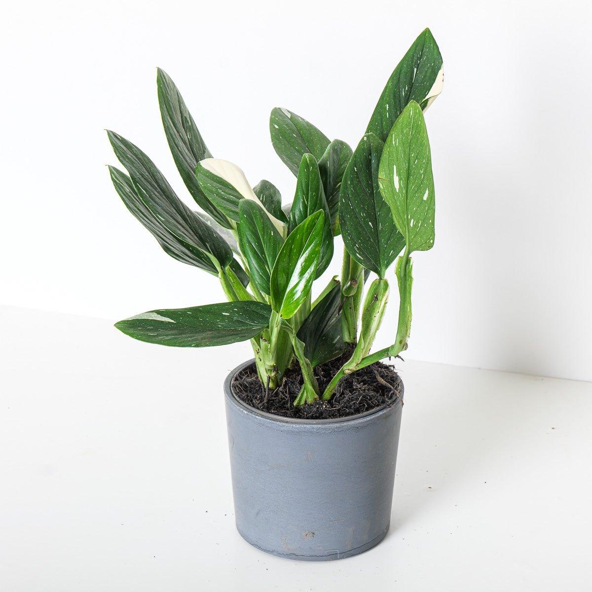 Monstera Standleyana - House of Kojo